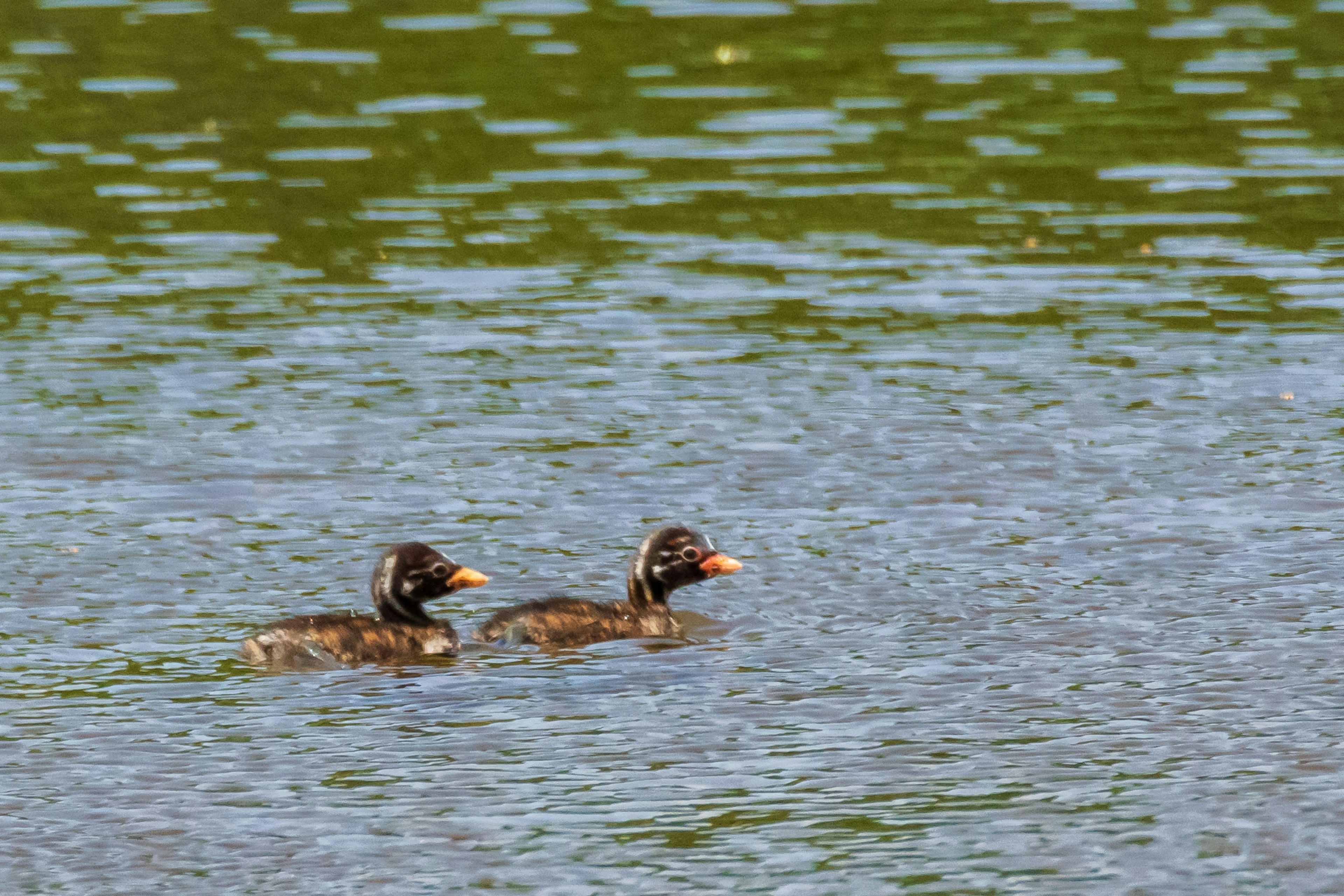 Deux petits oiseaux nageant à la surface de l'eau