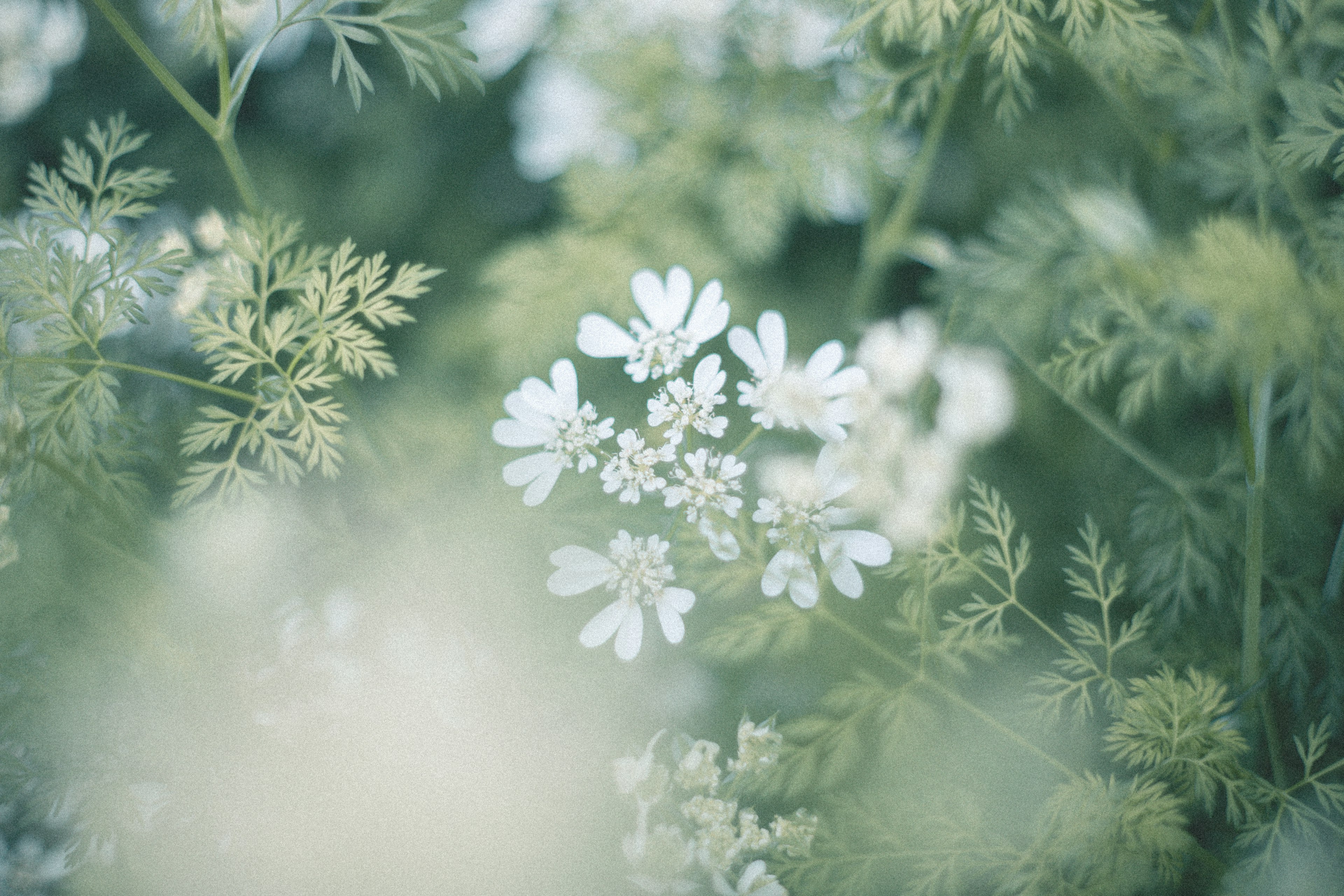 Un fondo de follaje verde con delicadas flores blancas