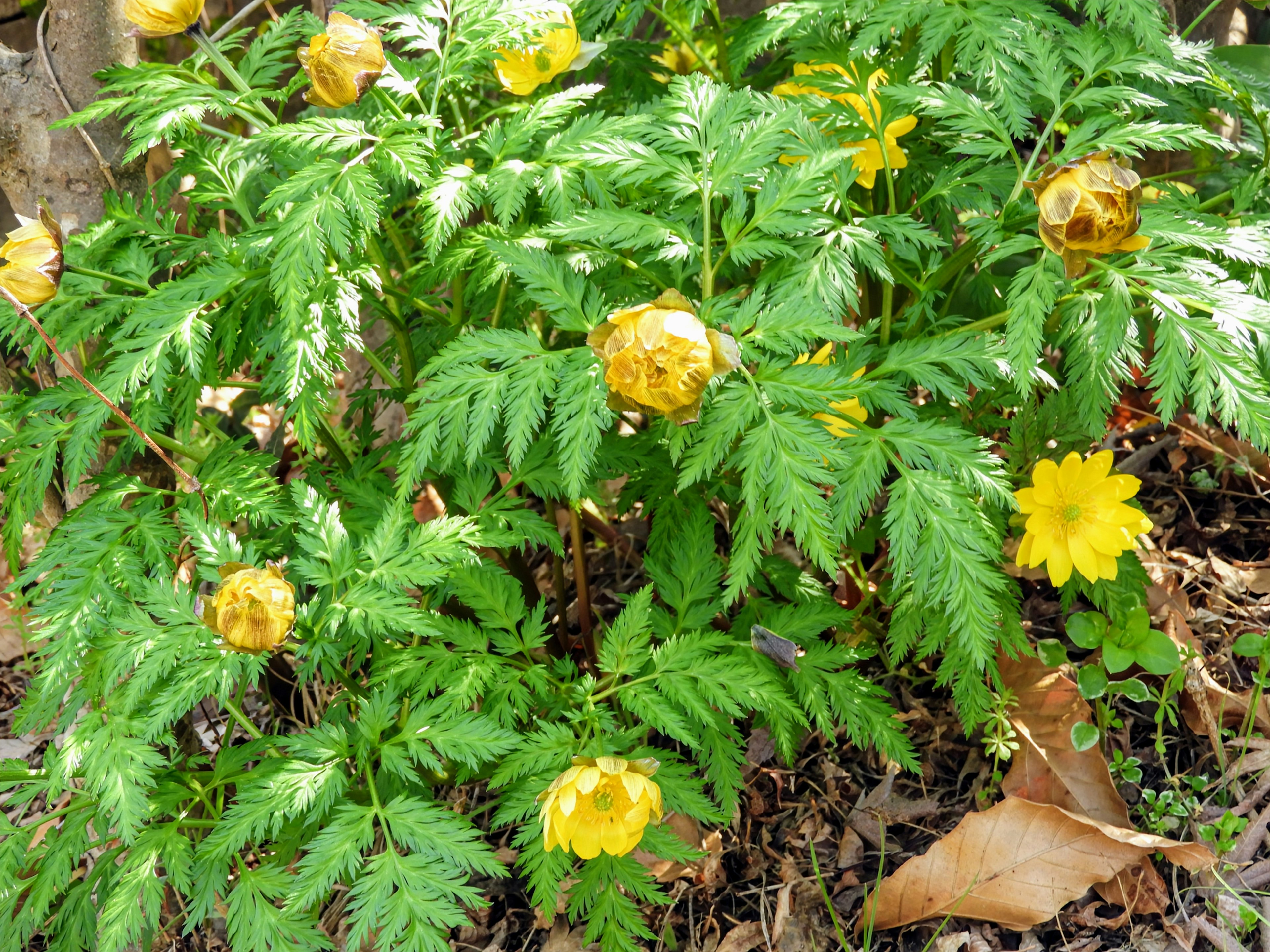 A garden plant with abundant yellow flowers and green leaves