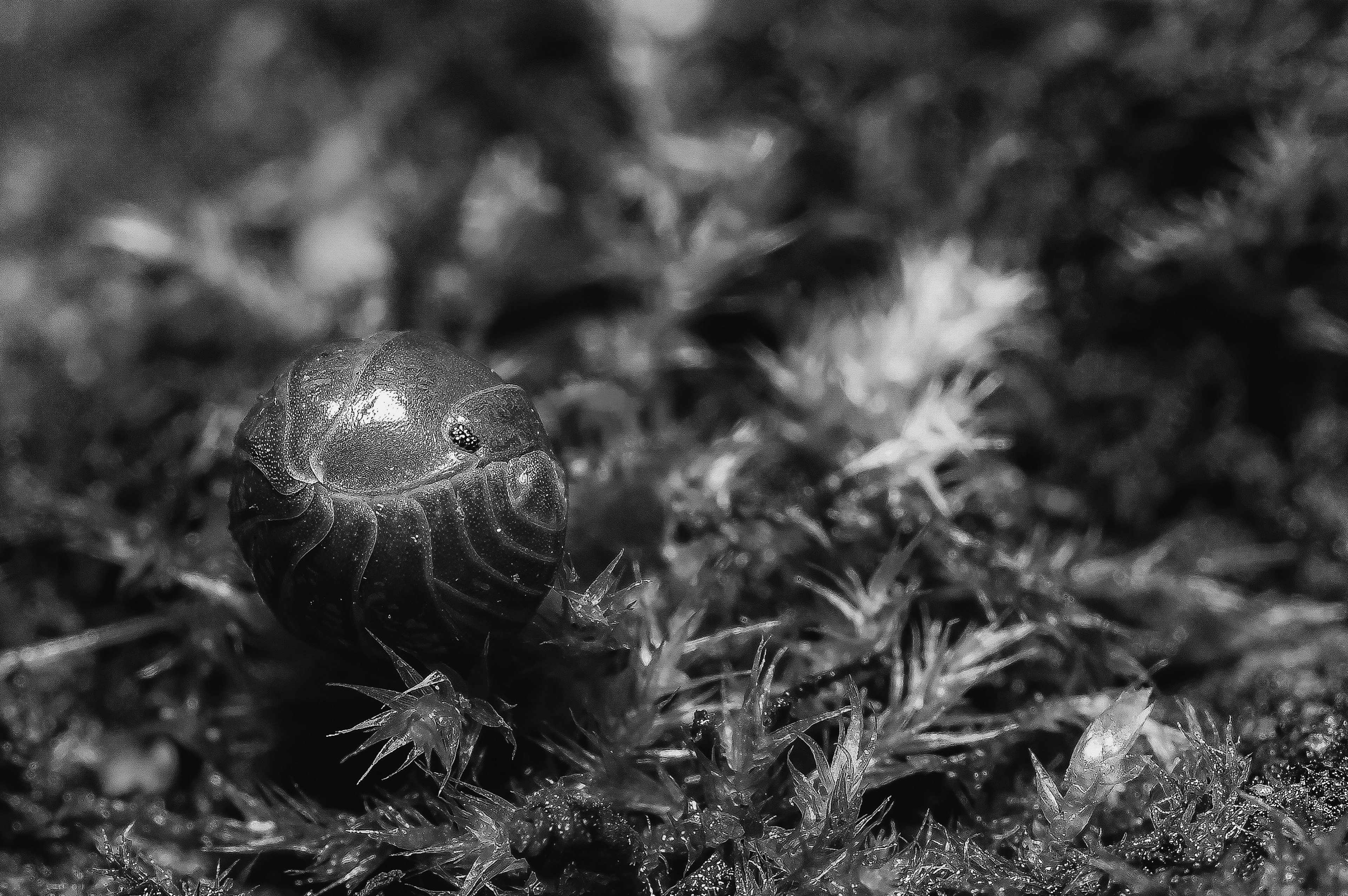 A glowing object on green moss in black and white contrast