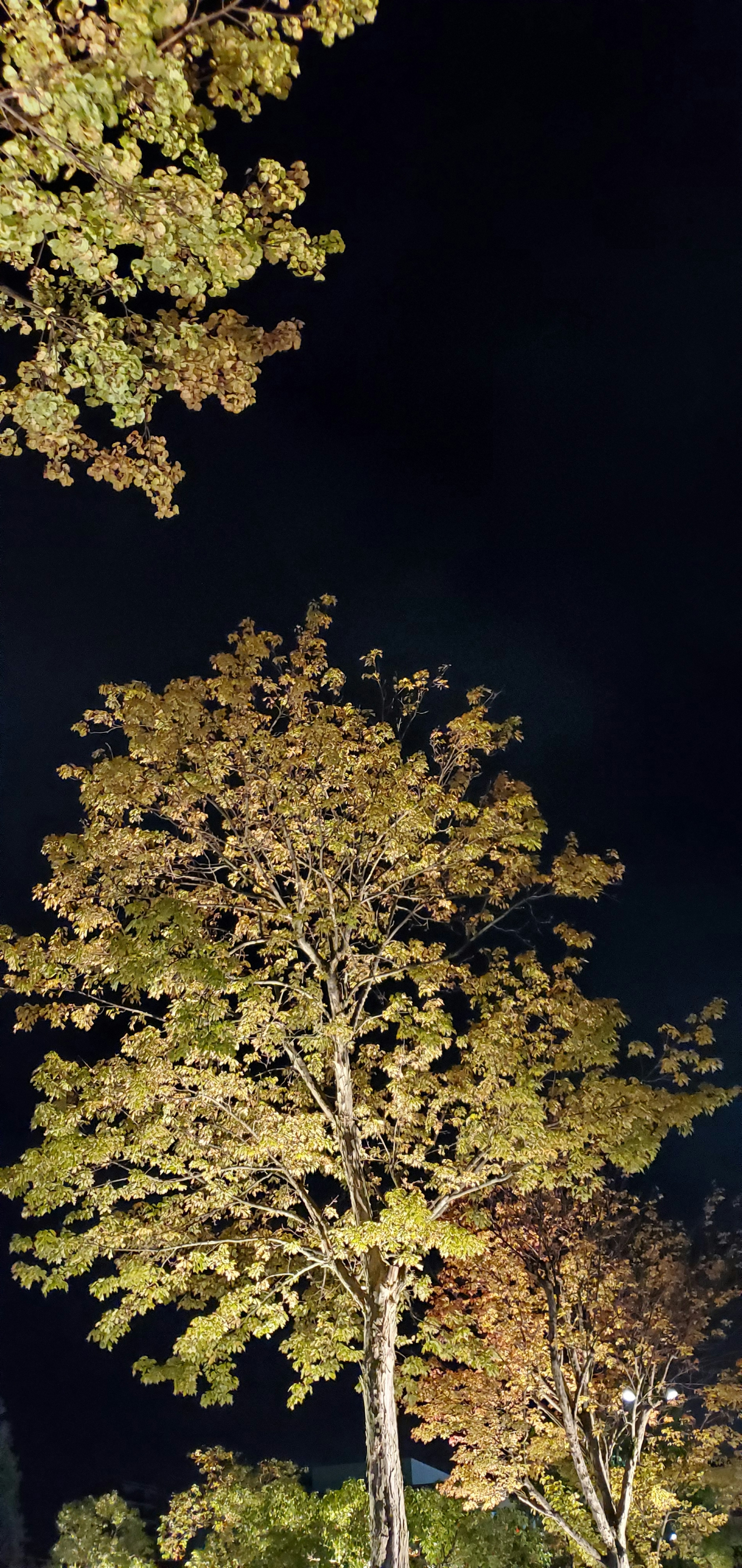 Pohon dengan daun kuning yang diterangi di latar belakang langit malam yang gelap