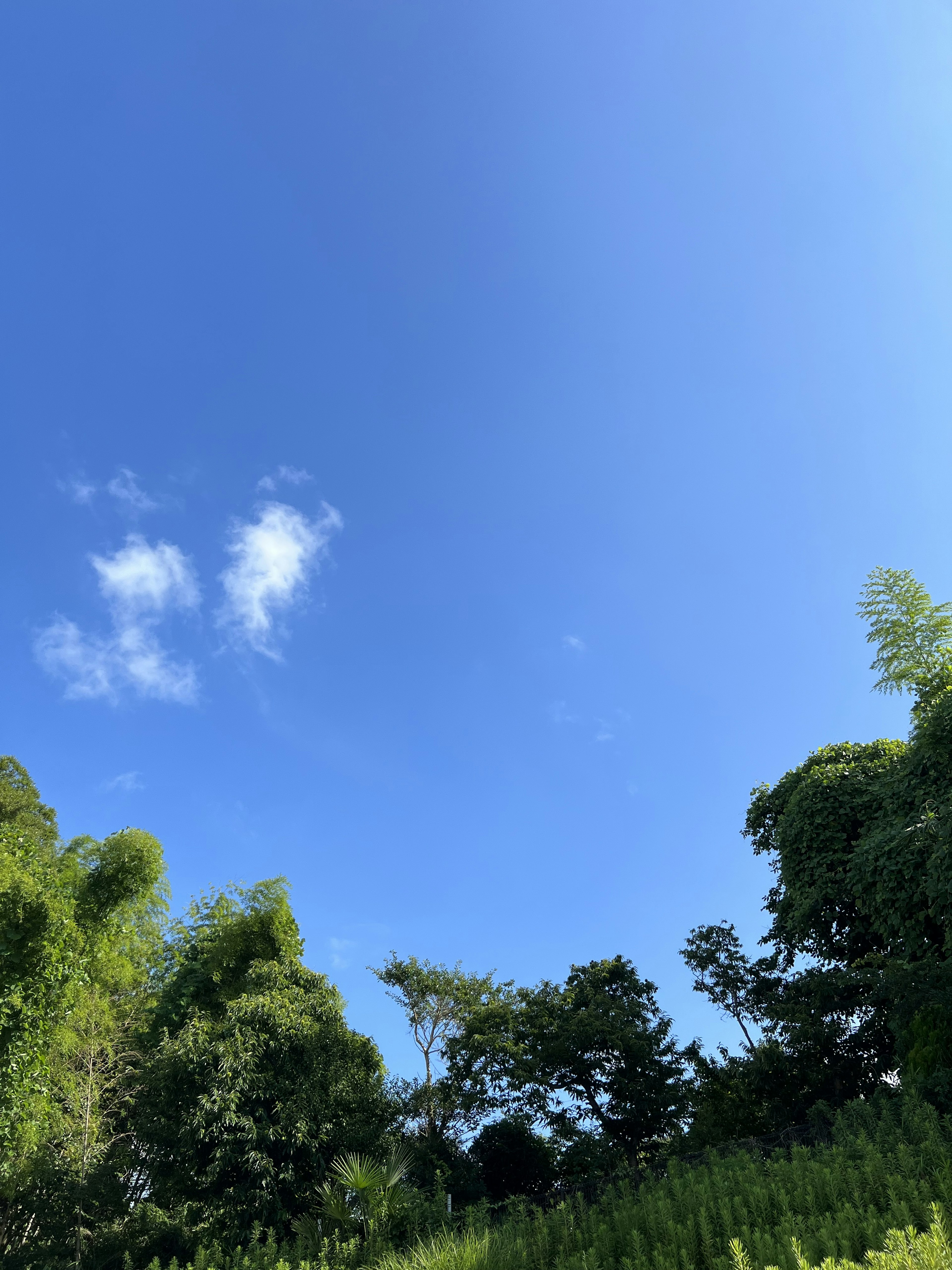 Lanskap dengan langit biru cerah dan pepohonan hijau subur