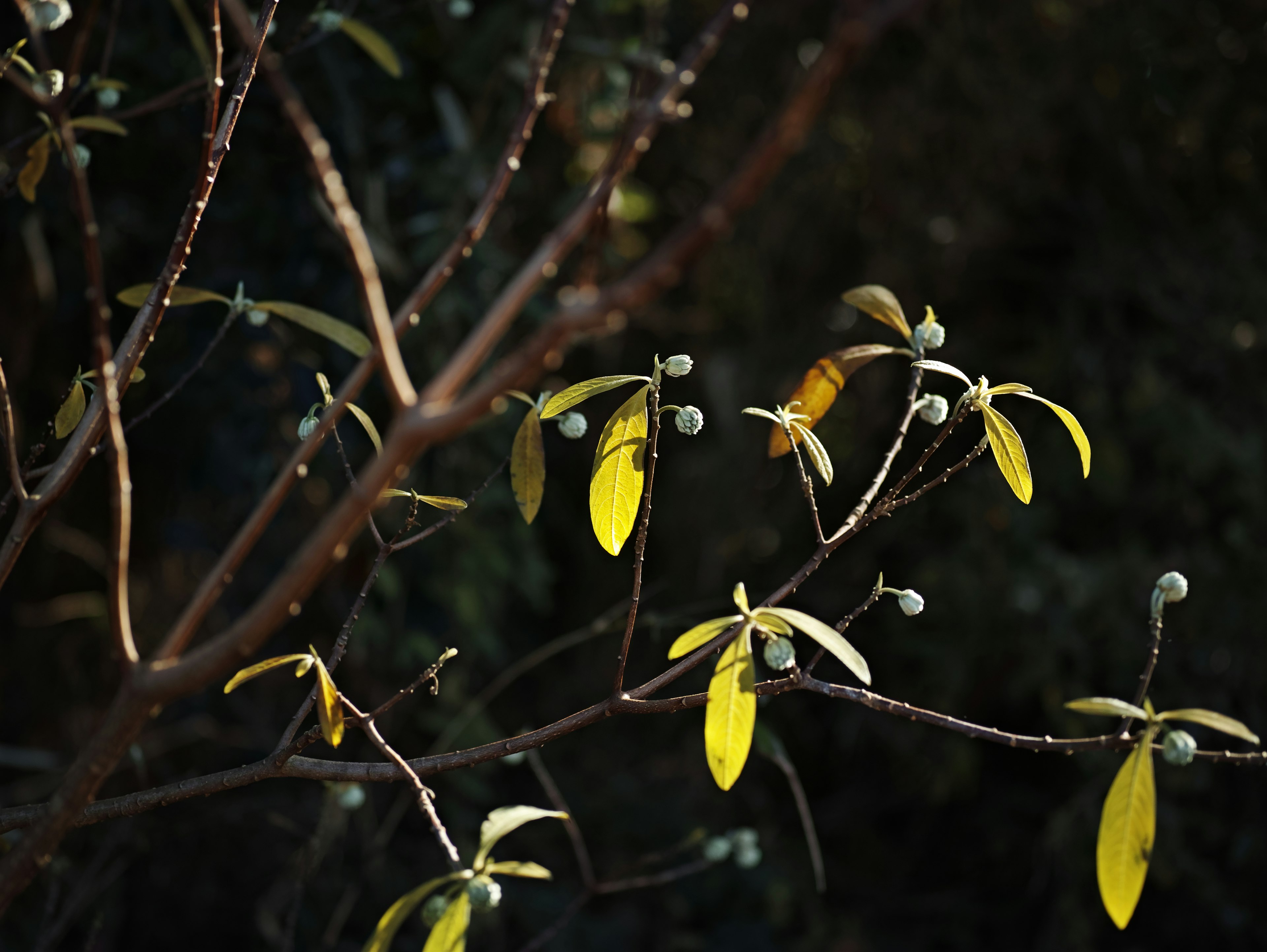 Branche d'une plante avec des feuilles jaunes sur un fond sombre