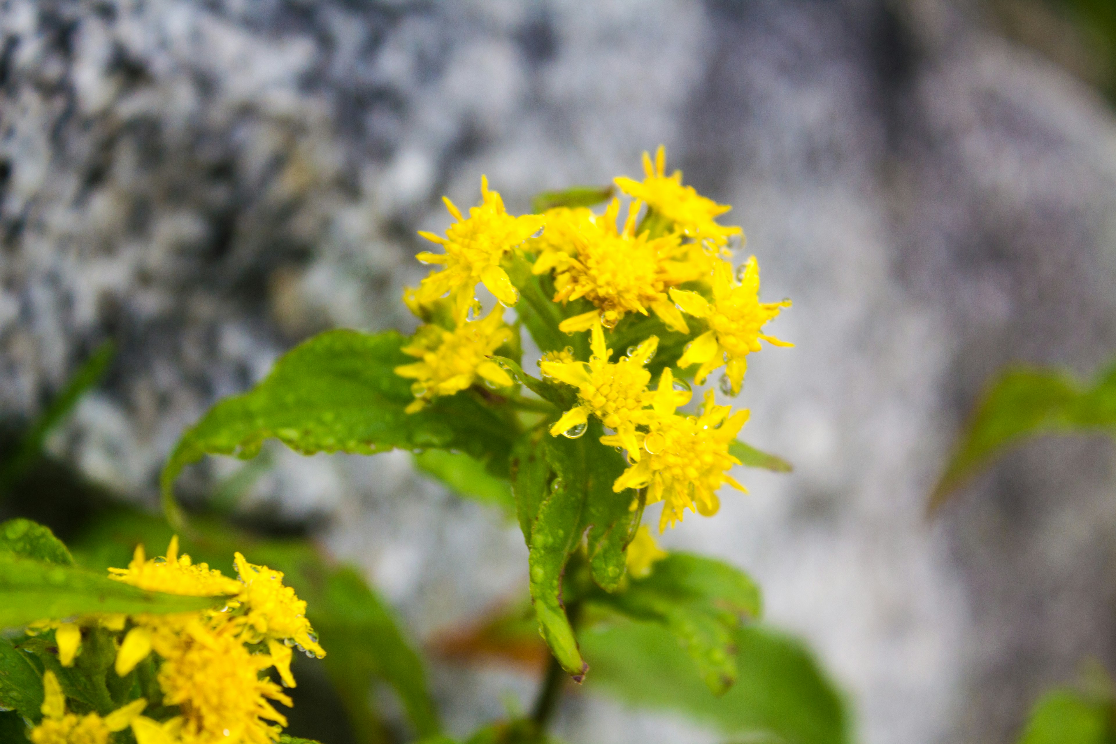 Fleurs jaunes fleurissant près d'une roche