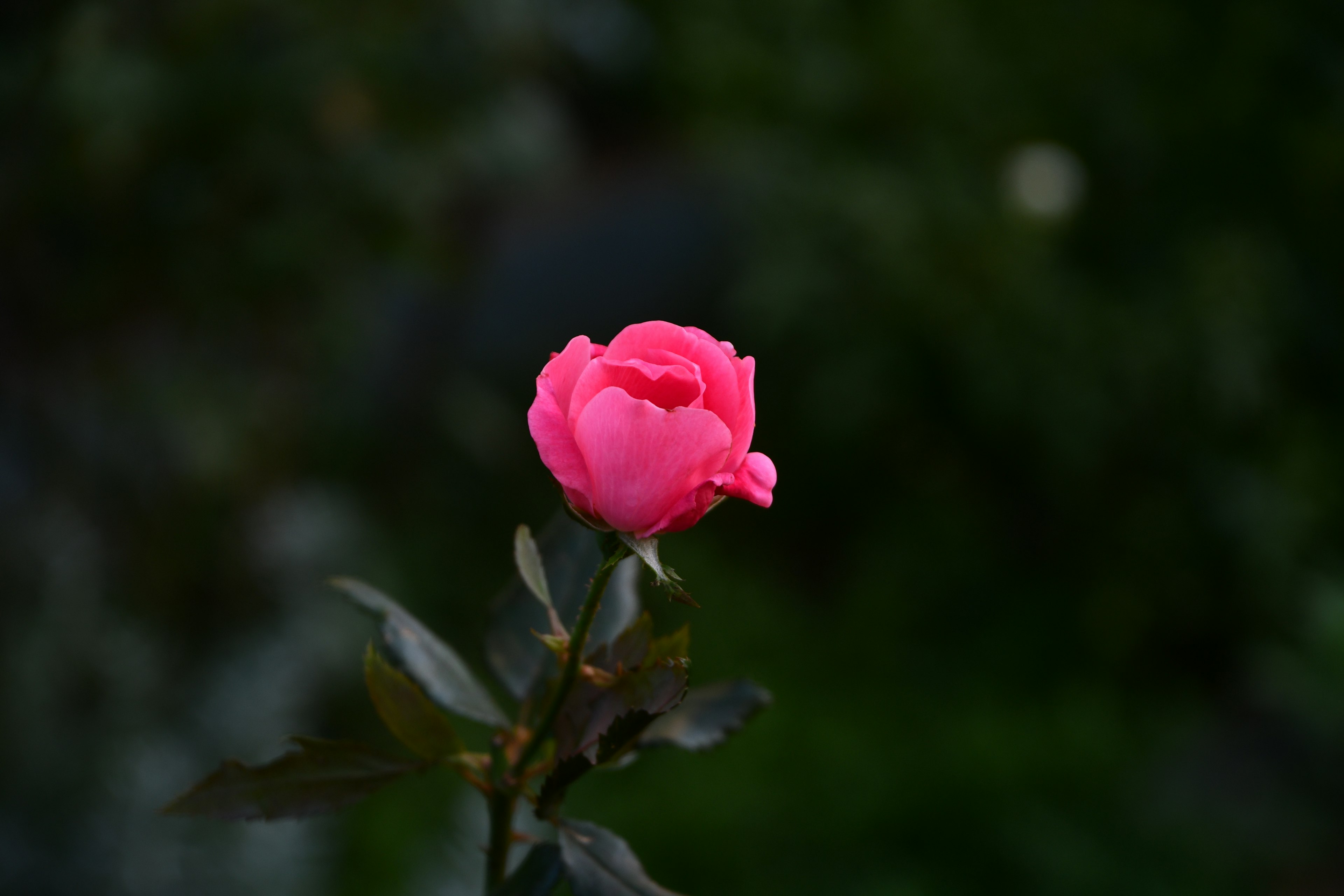 A vibrant pink rose bud against a green background