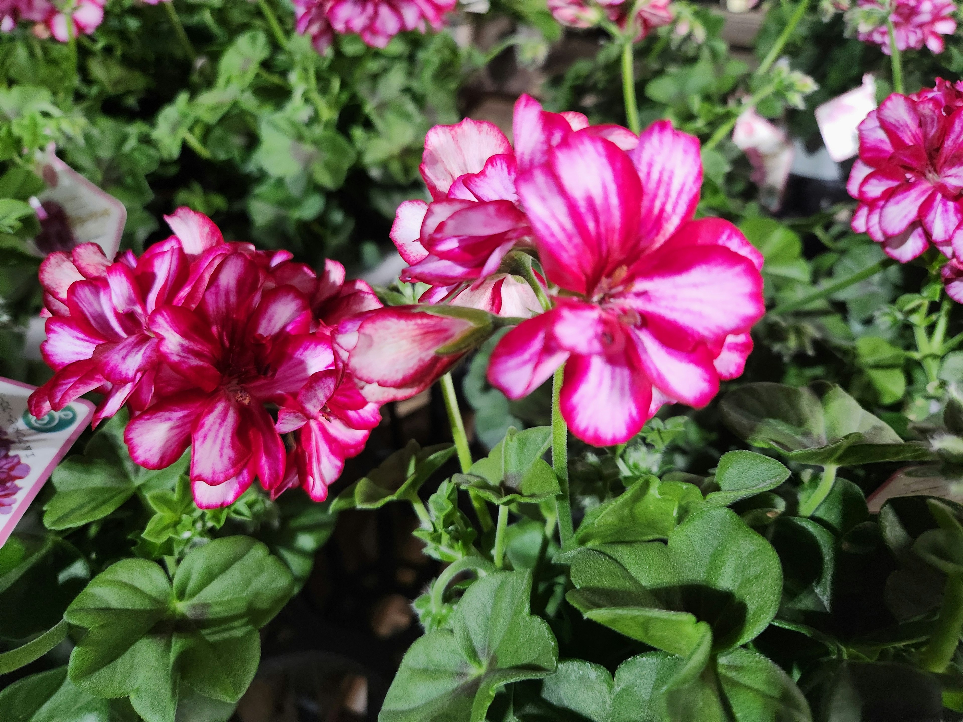 Nahaufnahme von lebhaften rosa-weißen gestreiften Blumen, die auf grünem Laub blühen