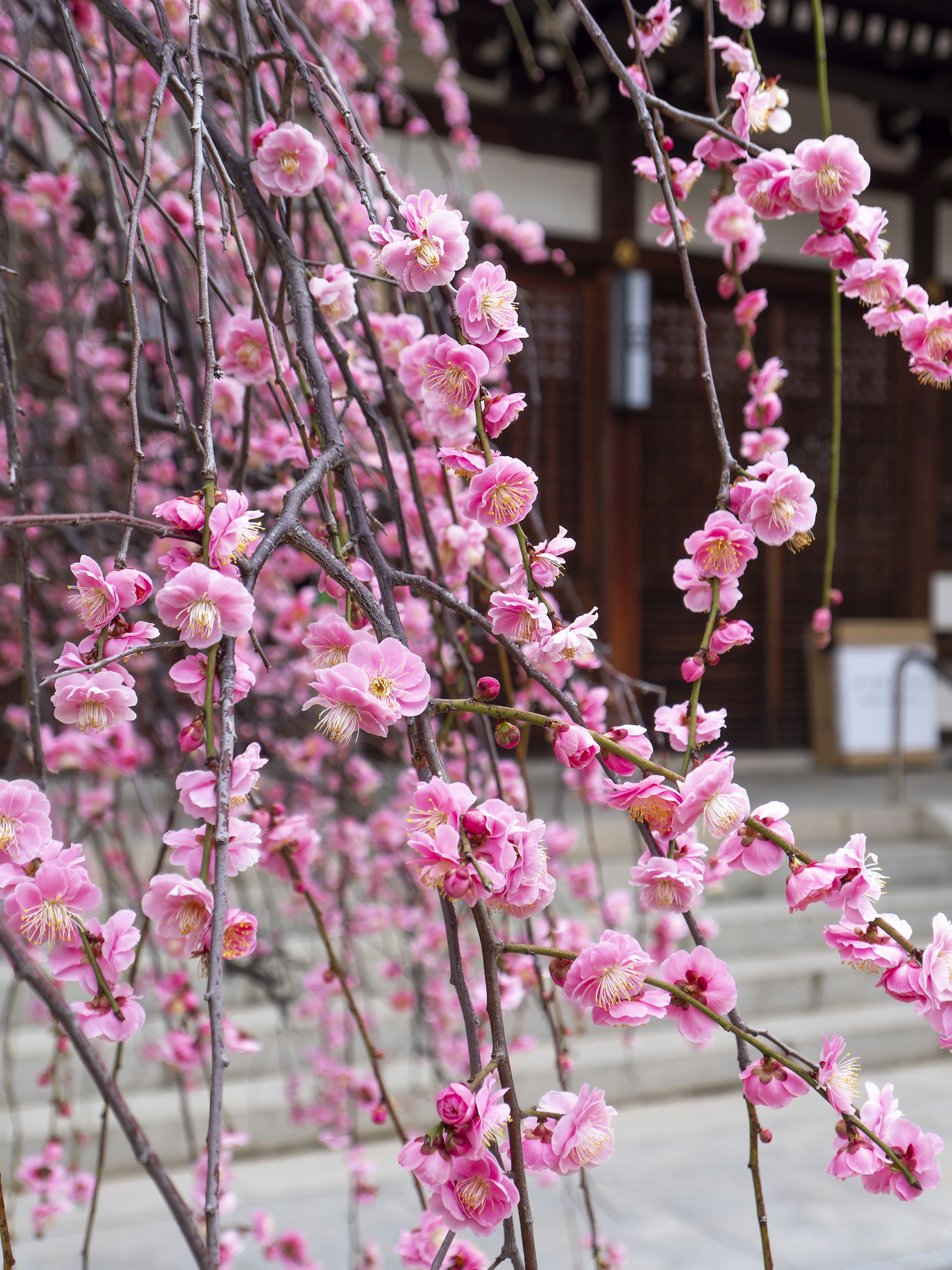 传统建筑背景下的樱花枝条特写，粉色花朵盛开