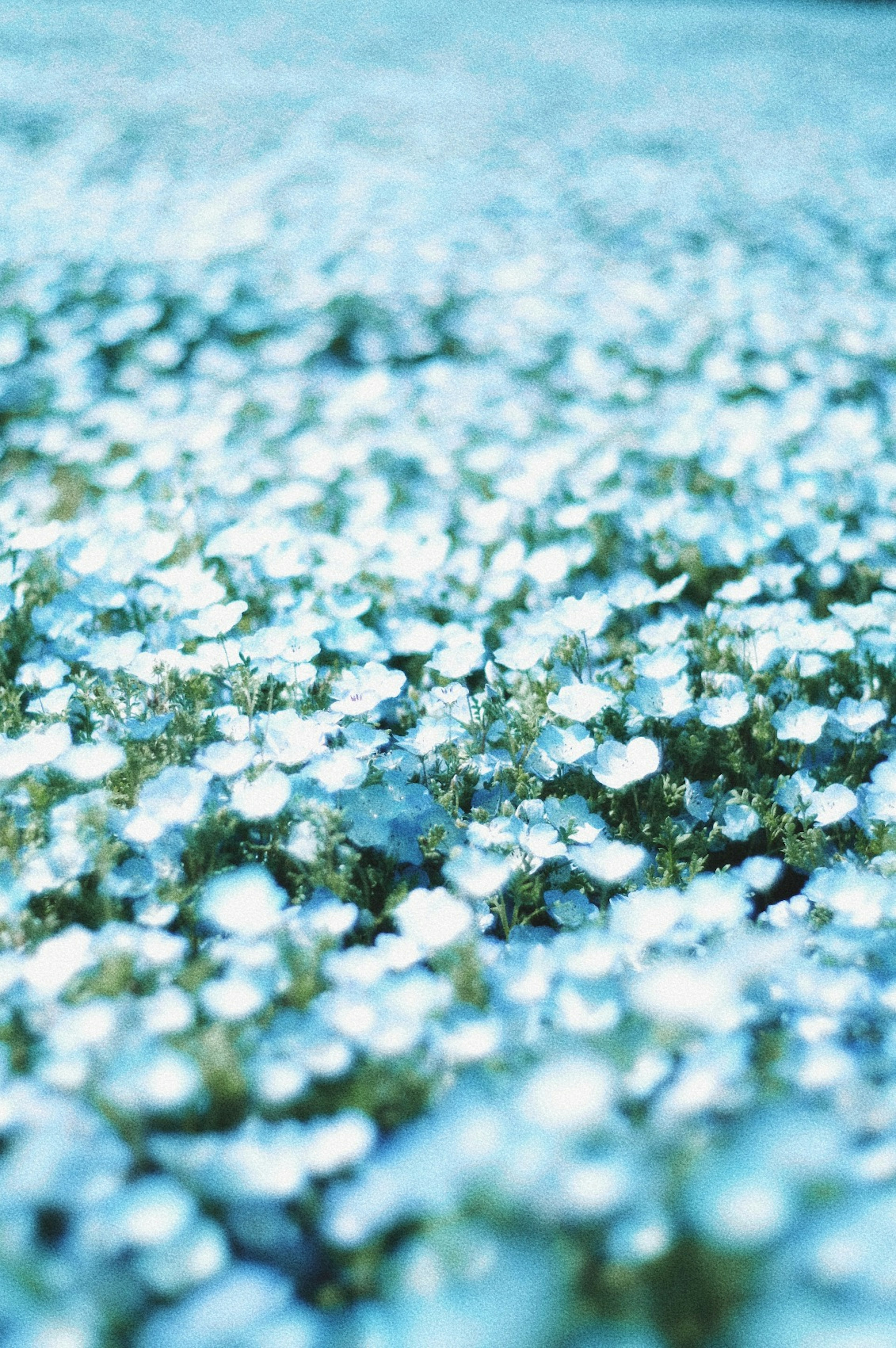 Un hermoso paisaje de flores azules en flor