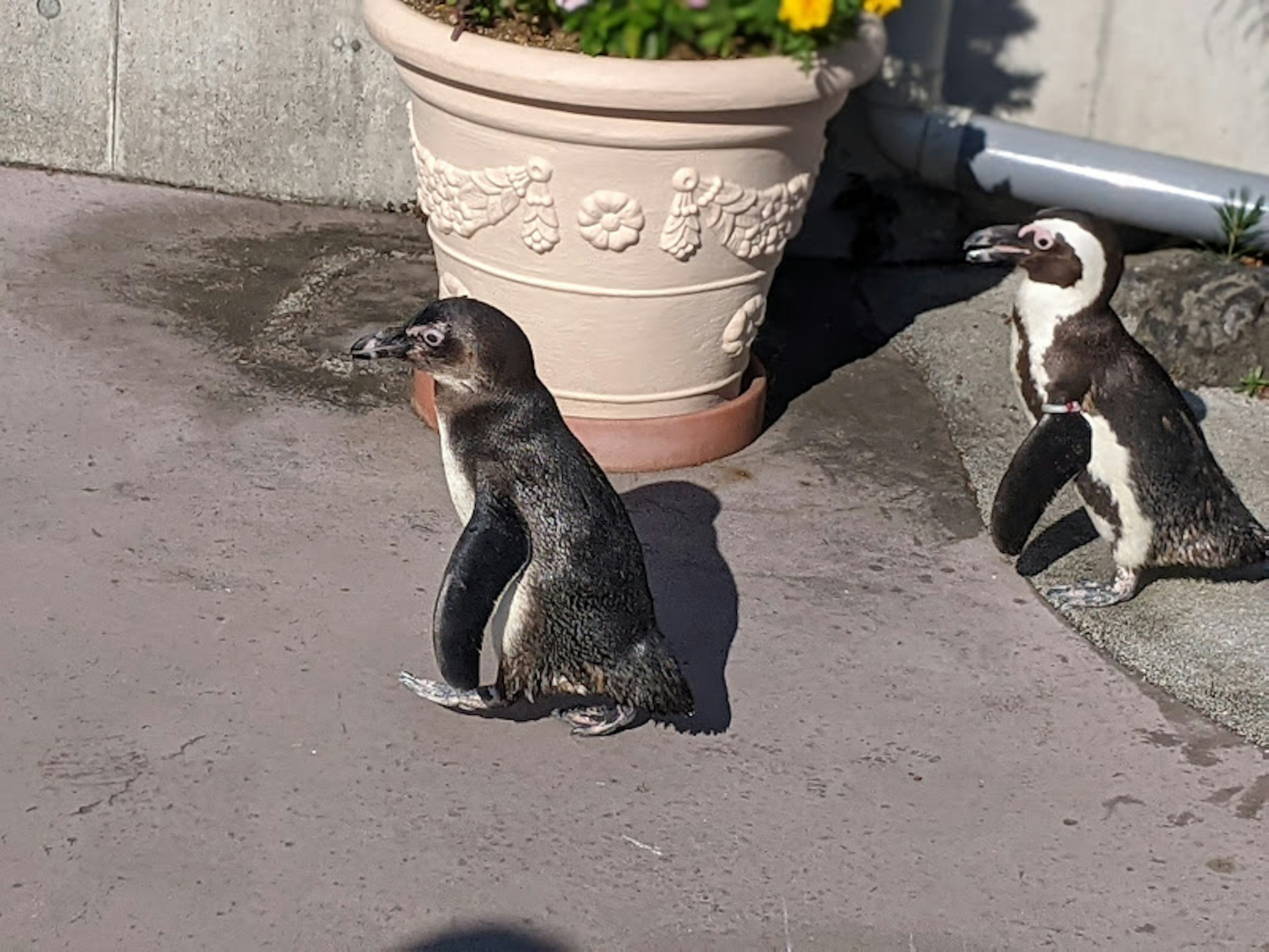 Due pinguini vicino a un vaso di fiori