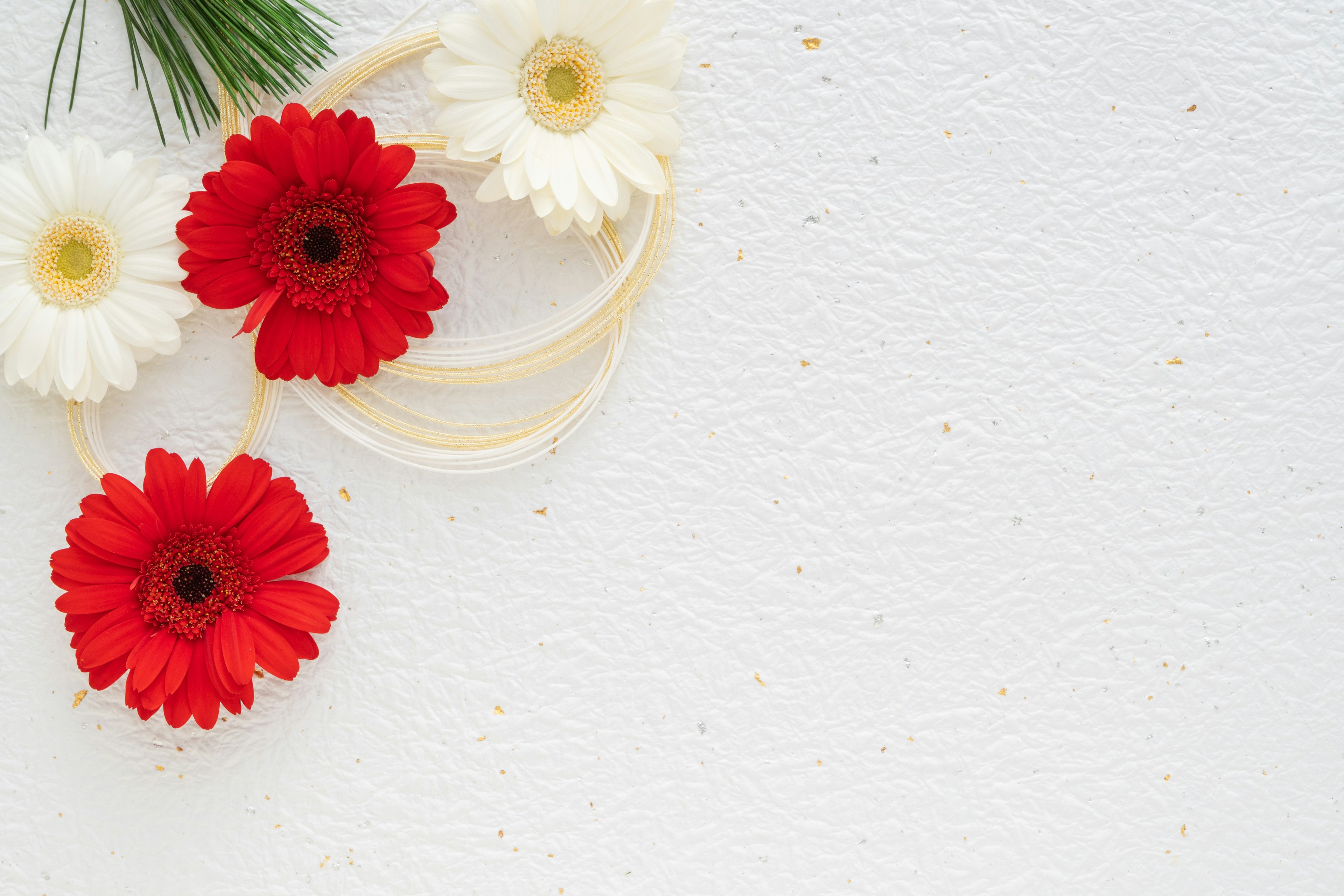 Flores de gerbera rojas y blancas dispuestas sobre un fondo blanco