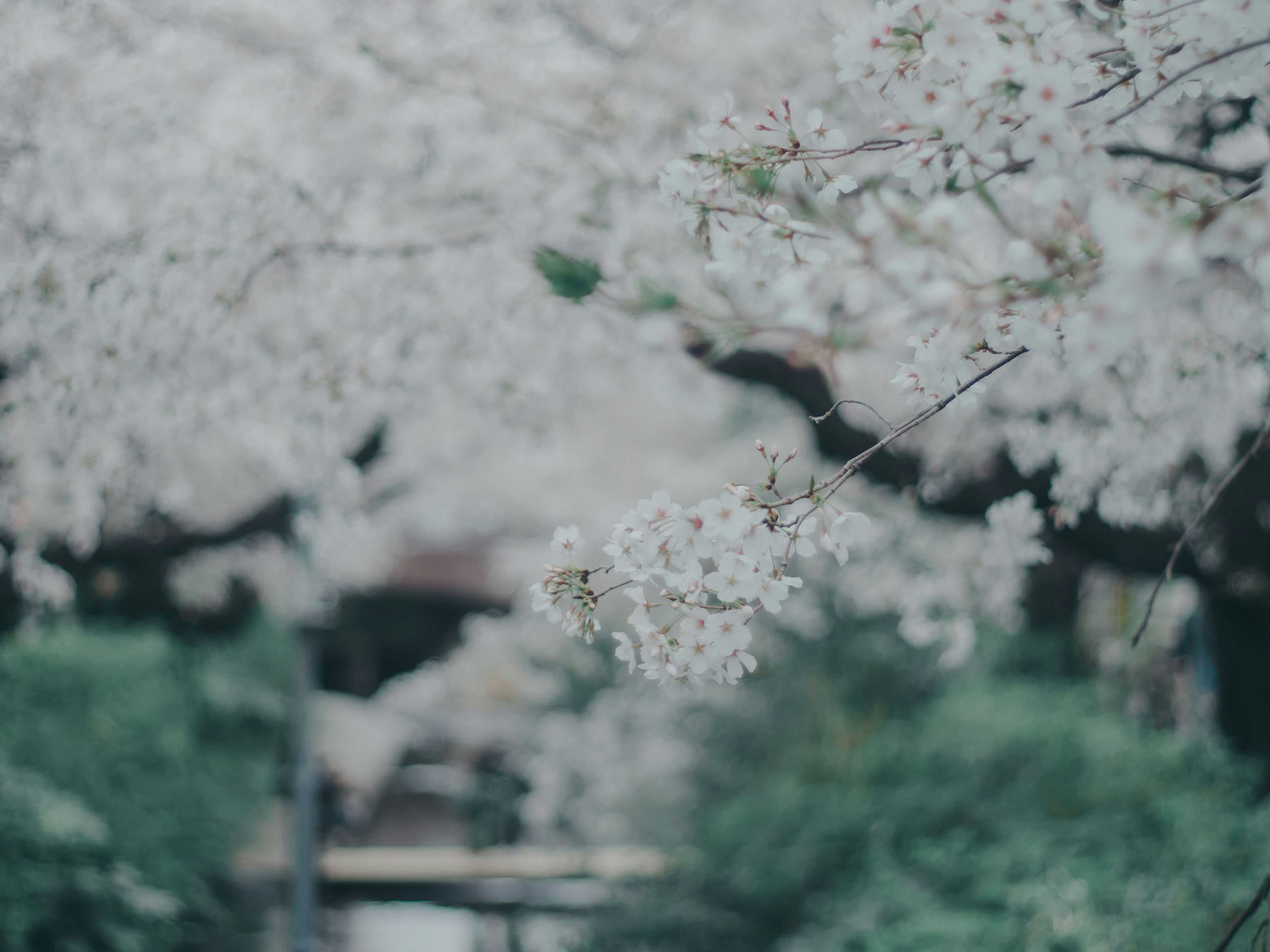 桜の花が咲く風景 緑の葉とぼんやりした背景