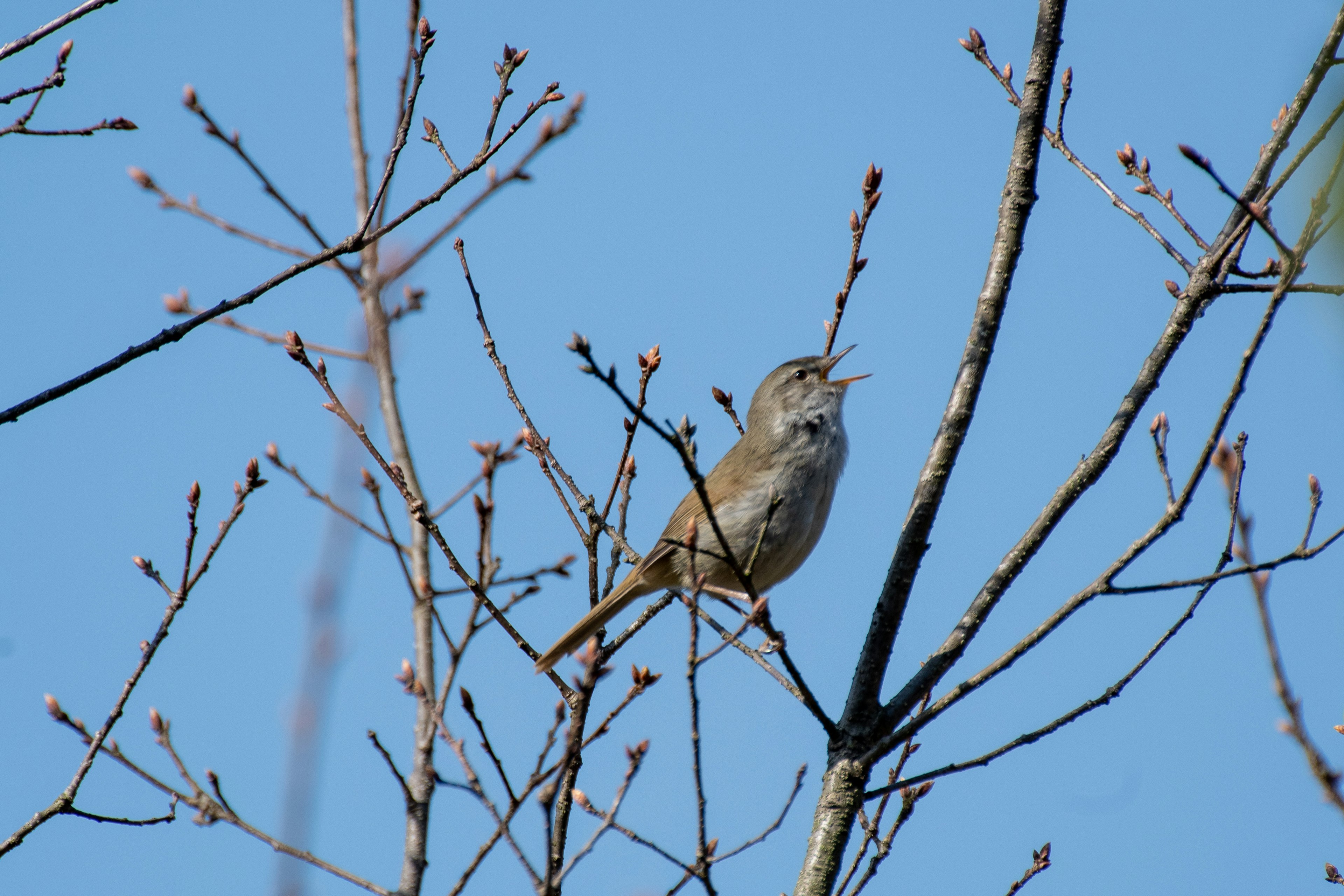 Un oiseau perché sur une branche sous un ciel bleu clair