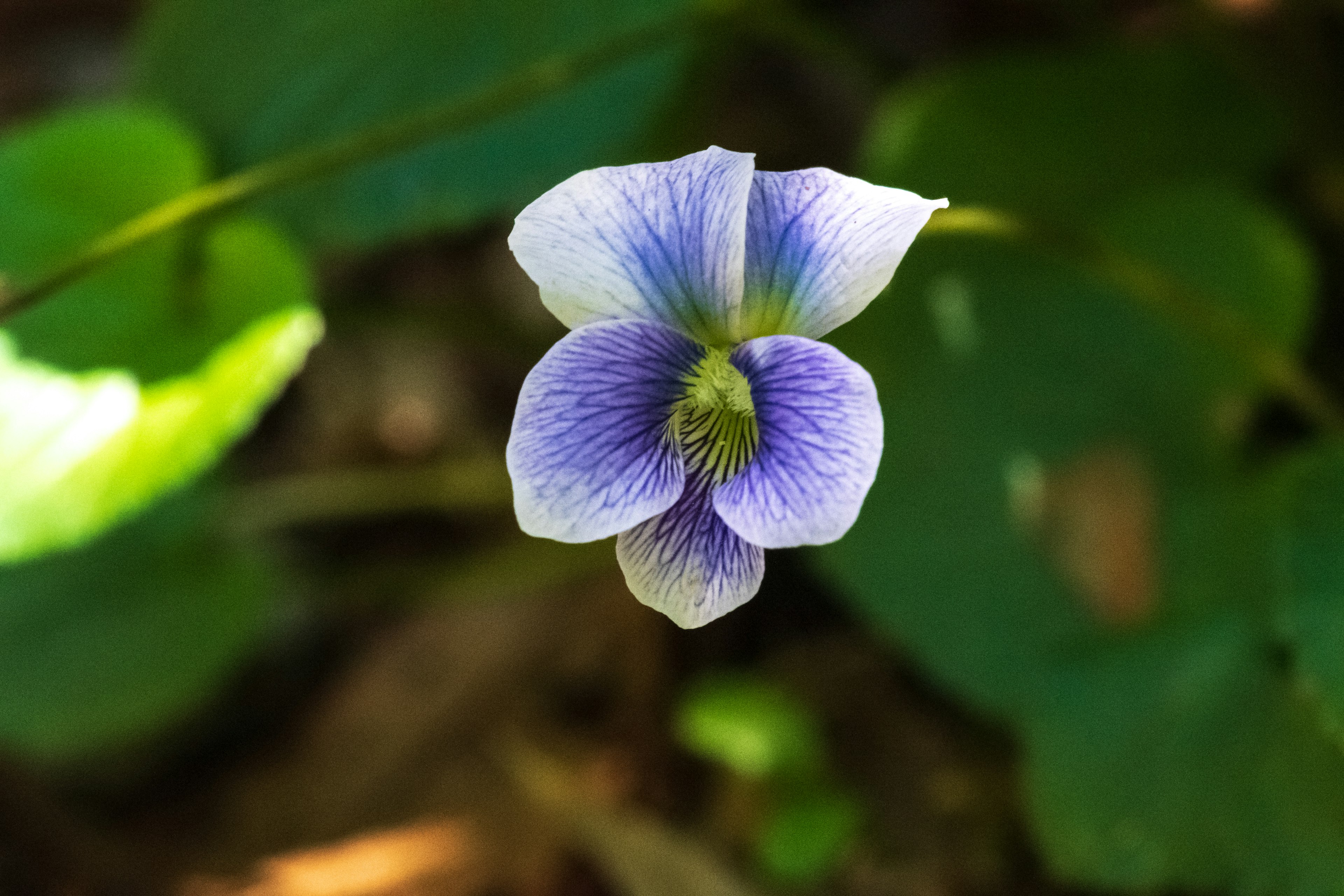 紫色の花びらを持つスミレの花が緑の葉の中で咲いている