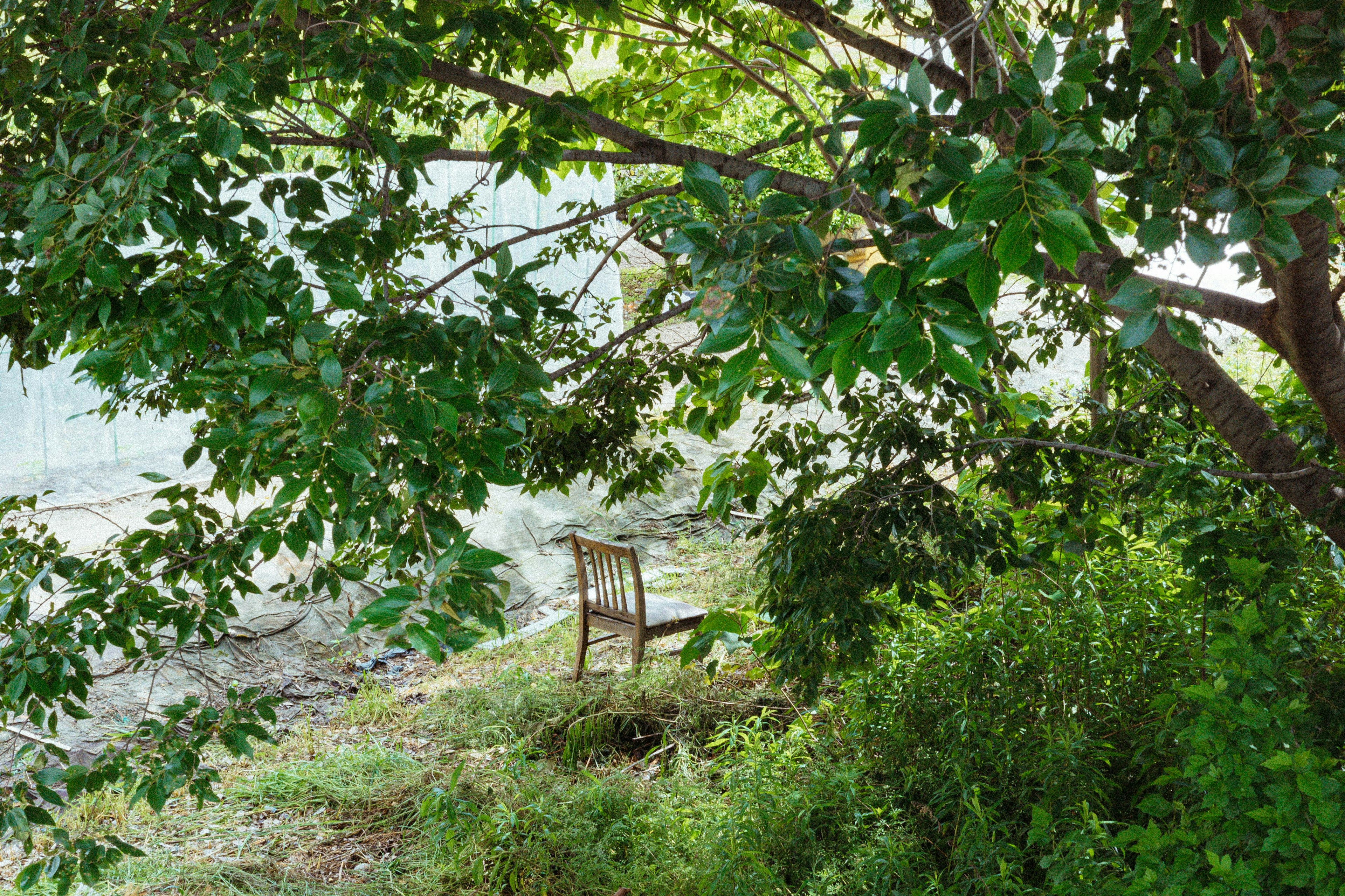 An old chair surrounded by green leaves and trees