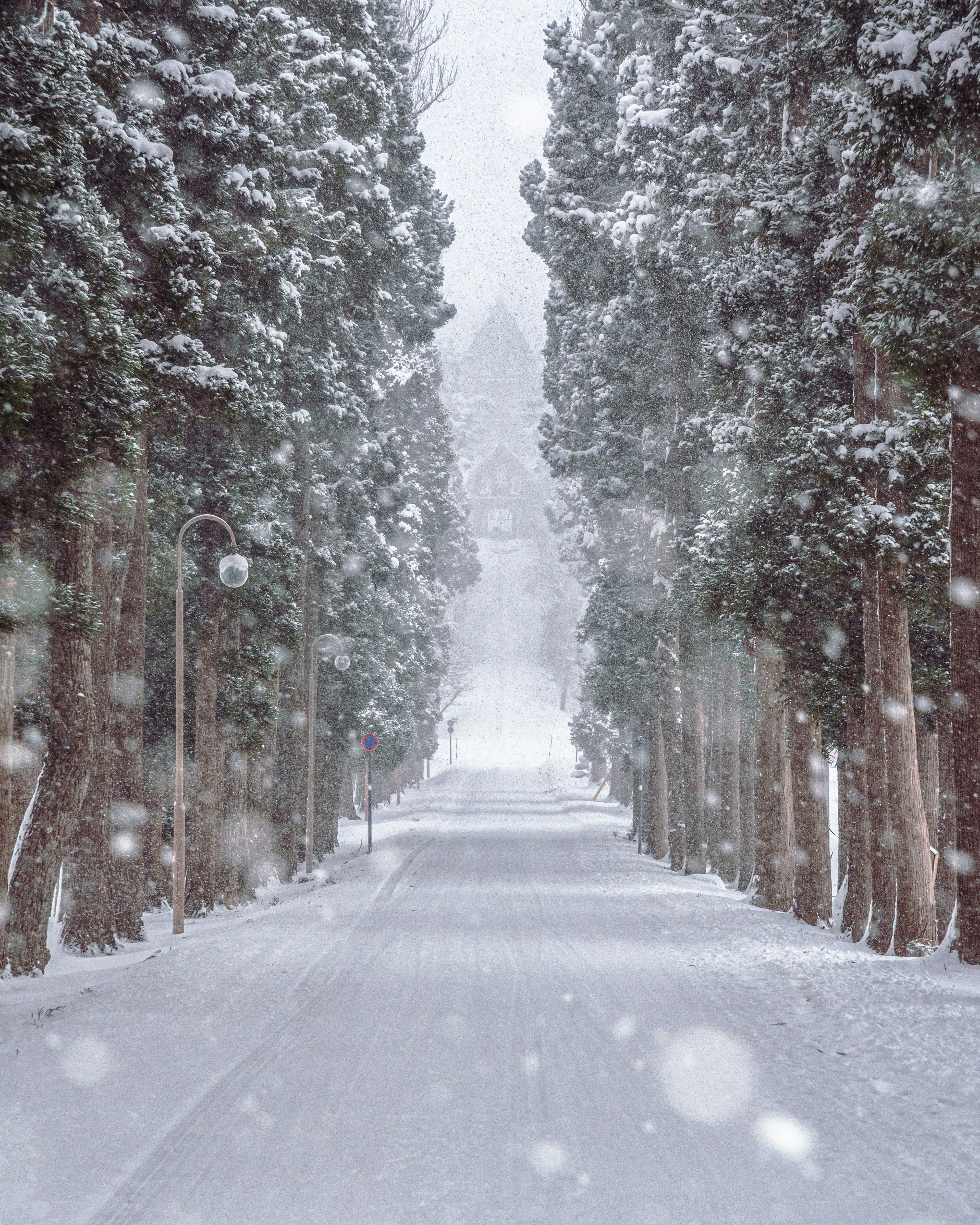 雪に覆われた木々が並ぶ道 雪が降る中の静けさ