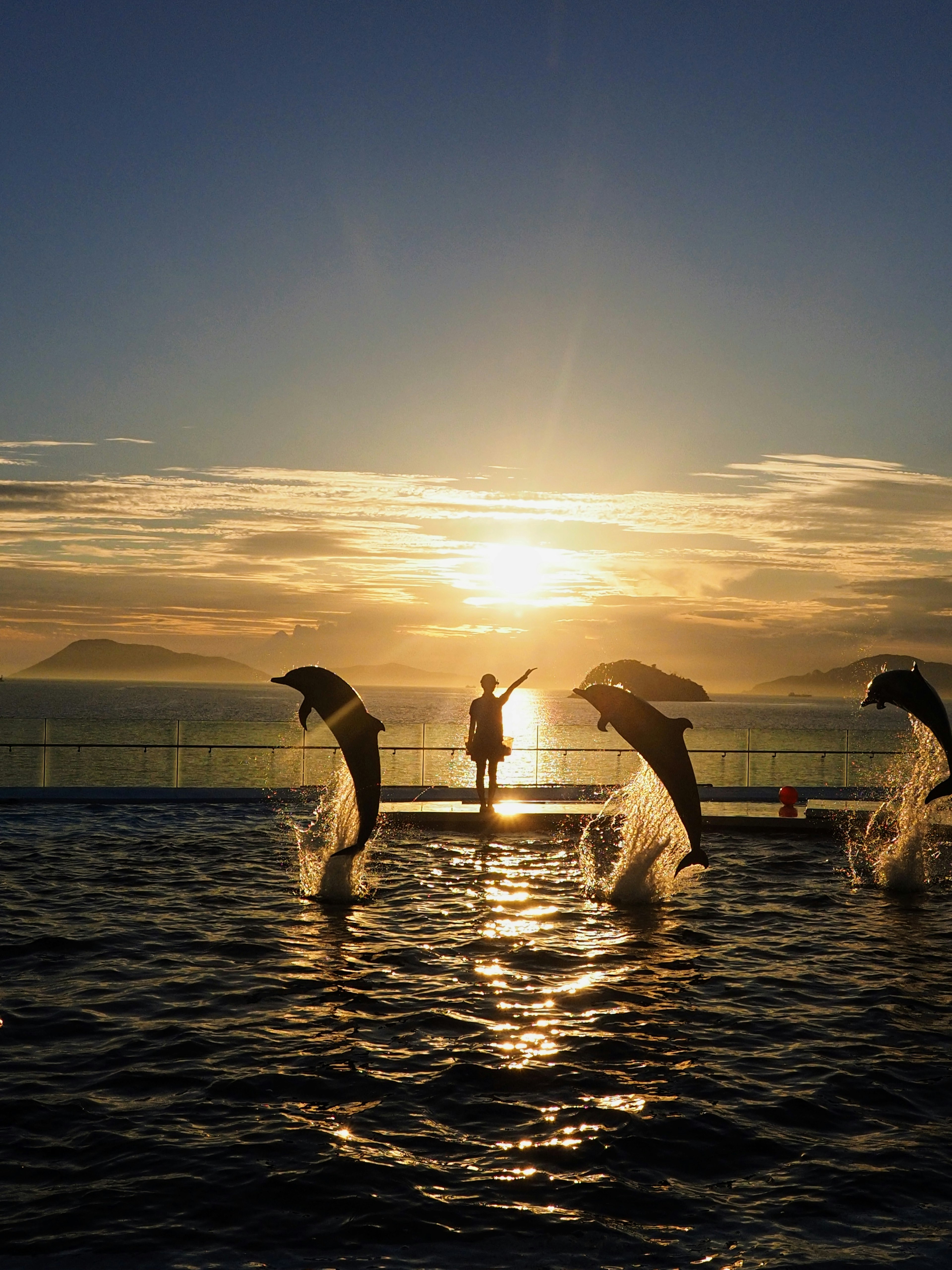 Dolphins jumping against a sunset backdrop with a person