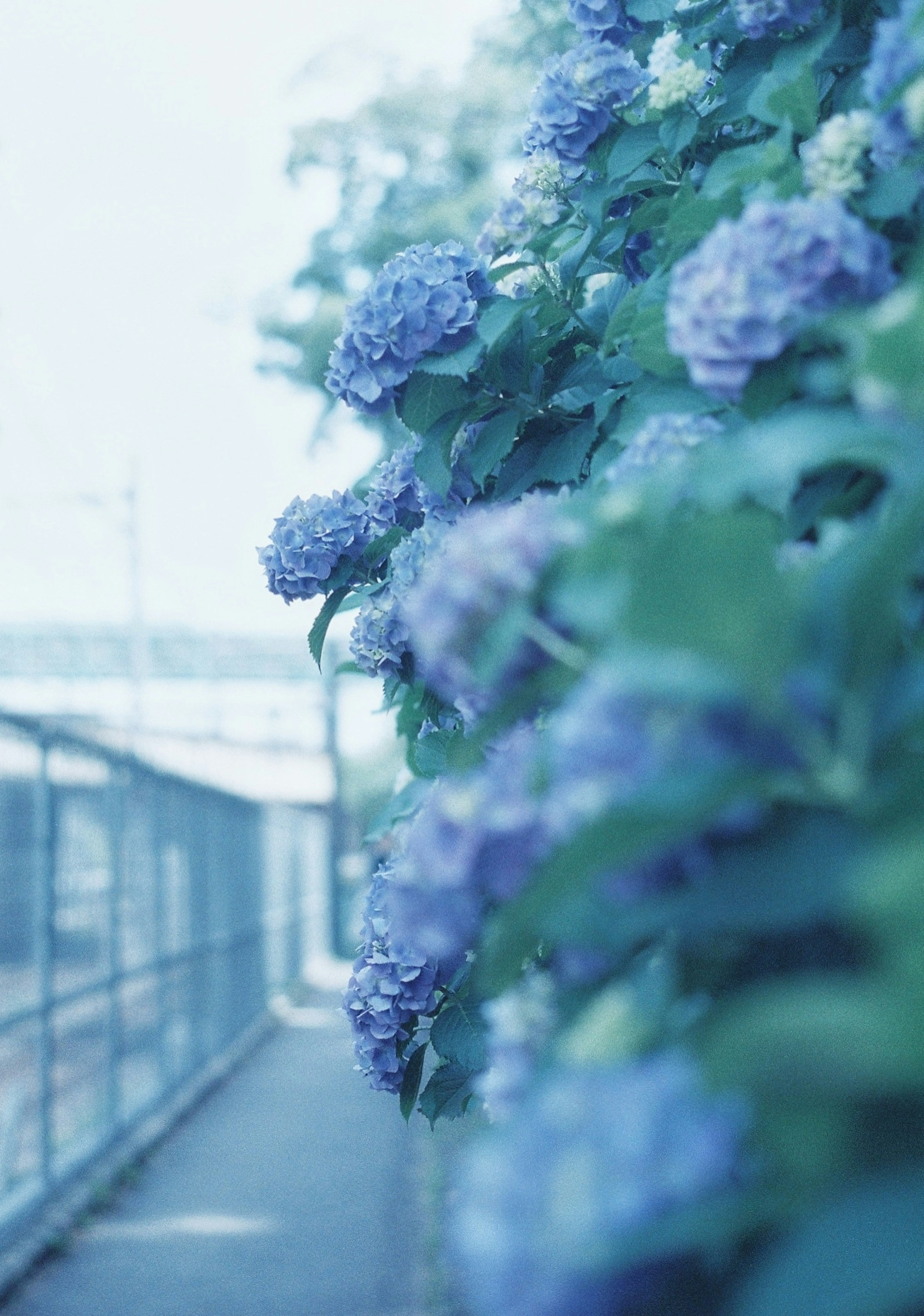 青い紫陽花の花が咲く小道