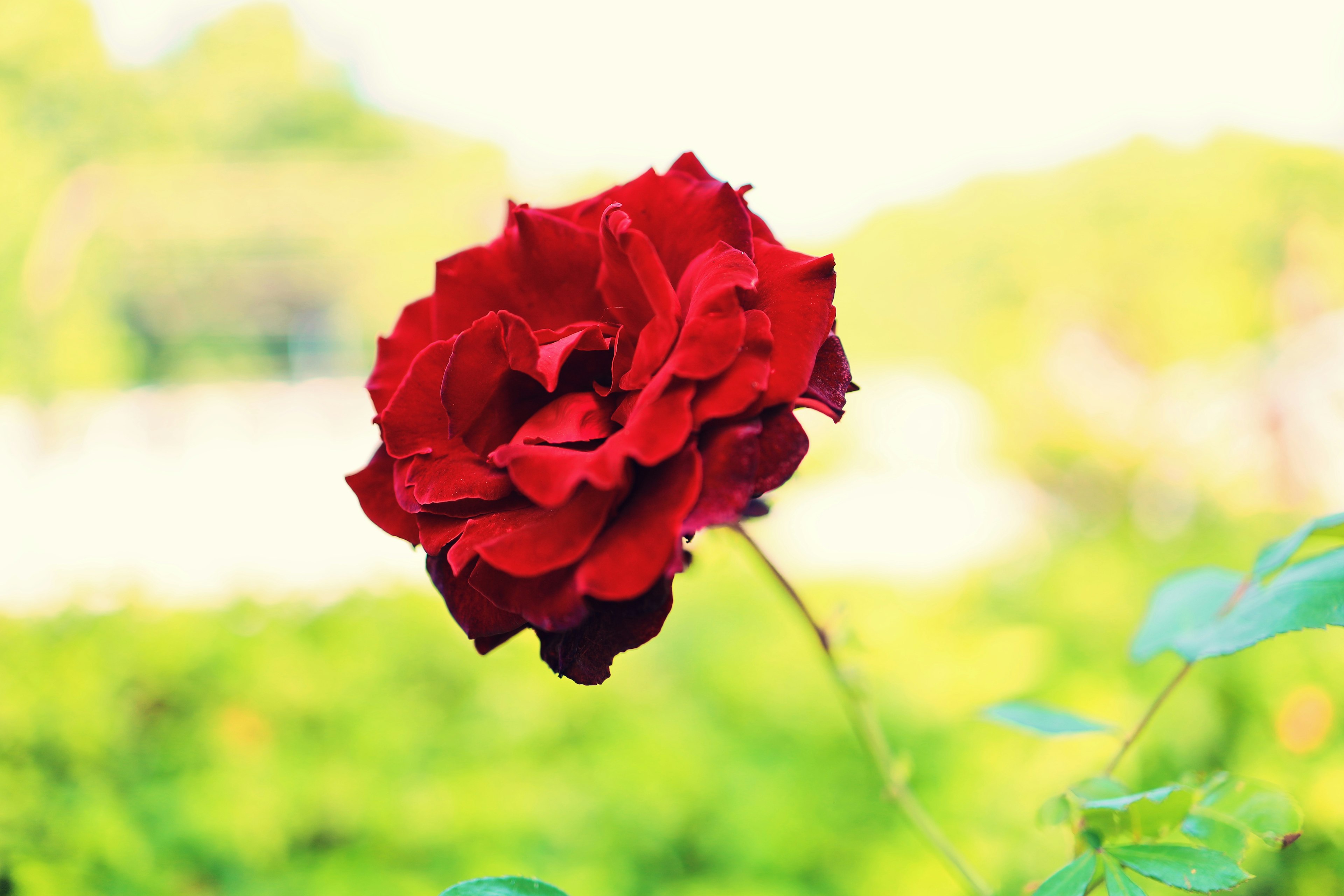 Vibrant red rose flower against a green background