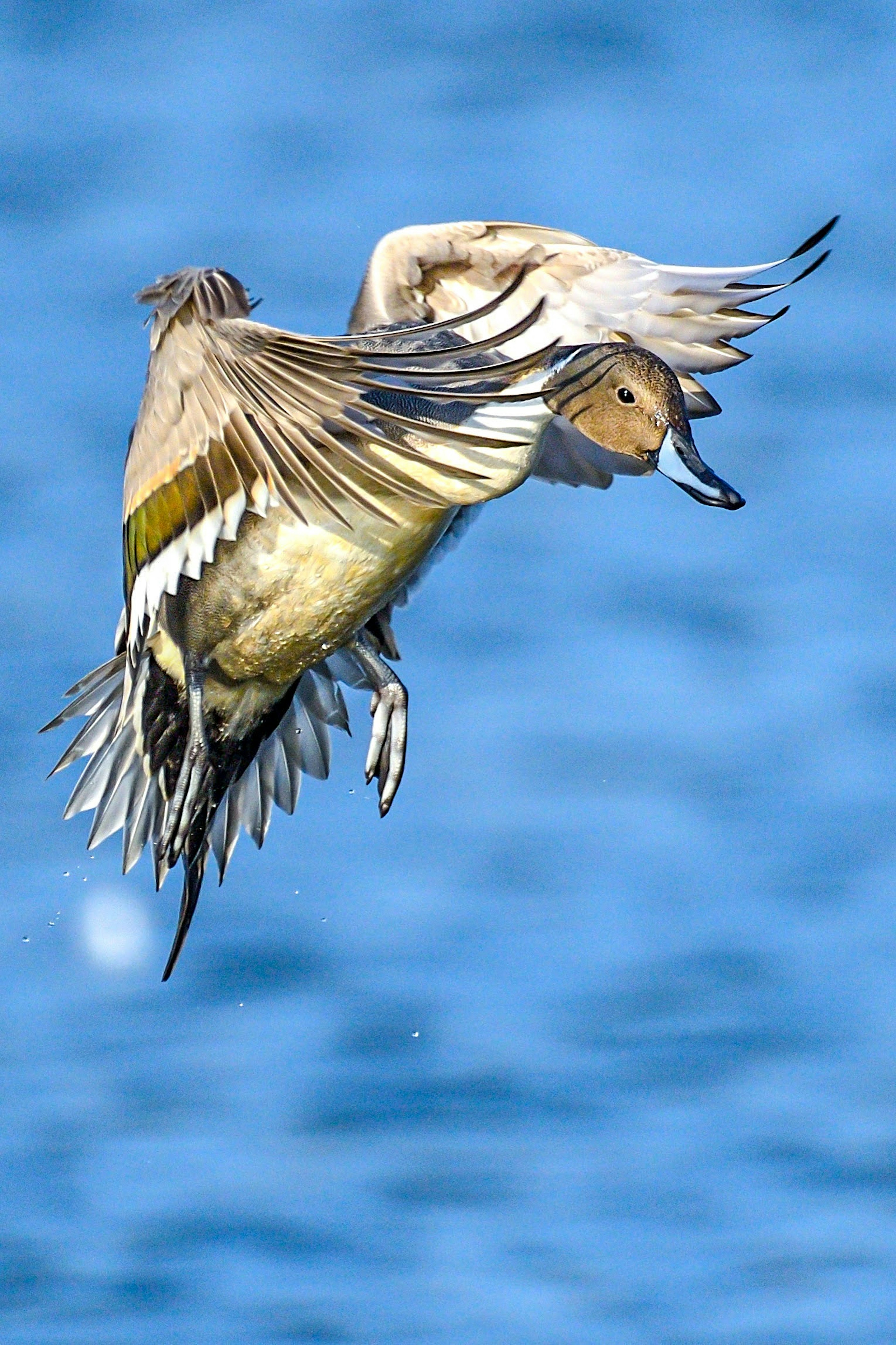 Un uccello in volo su uno sfondo d'acqua blu