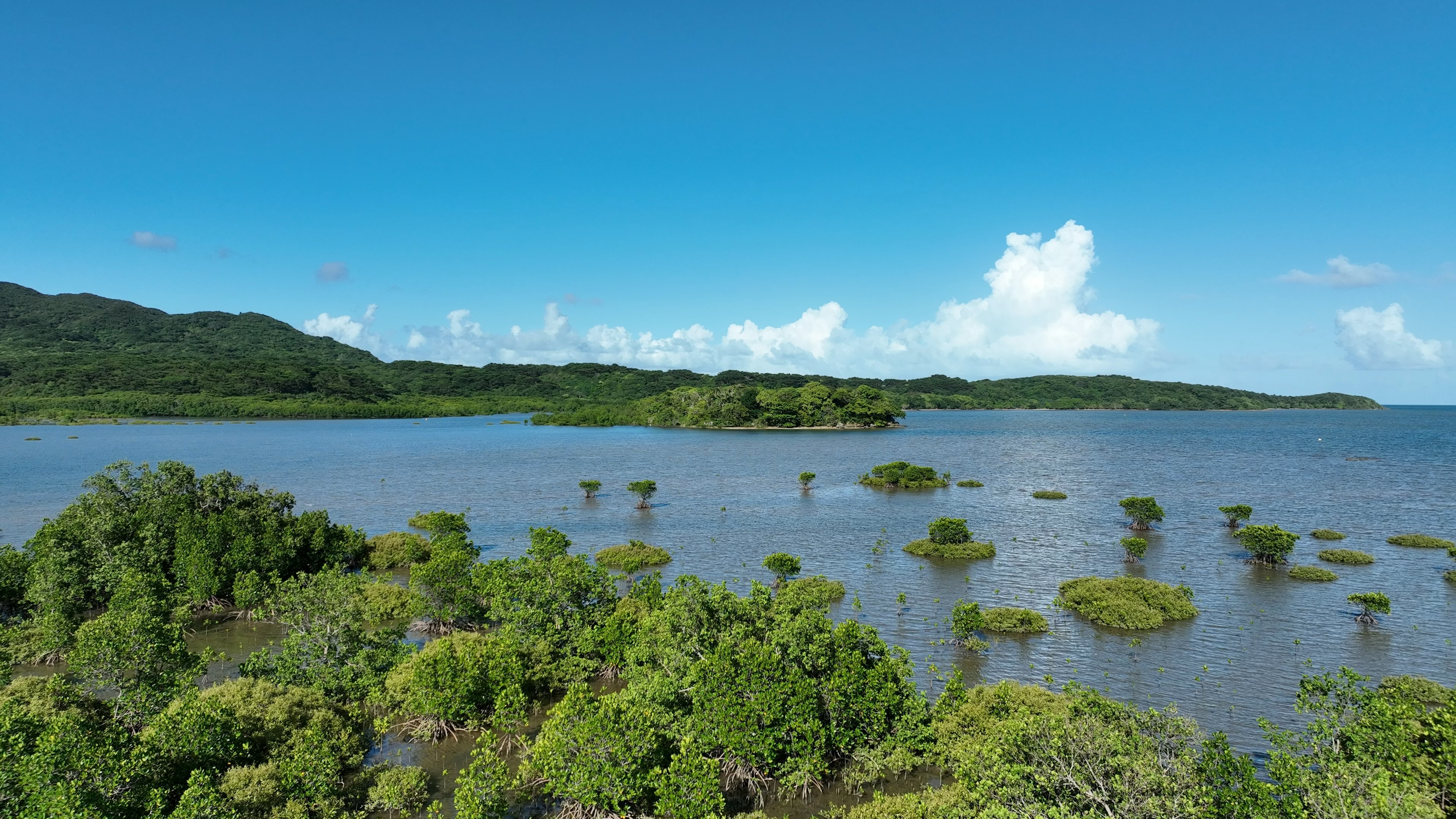 Pemandangan mangrove di air di bawah langit biru