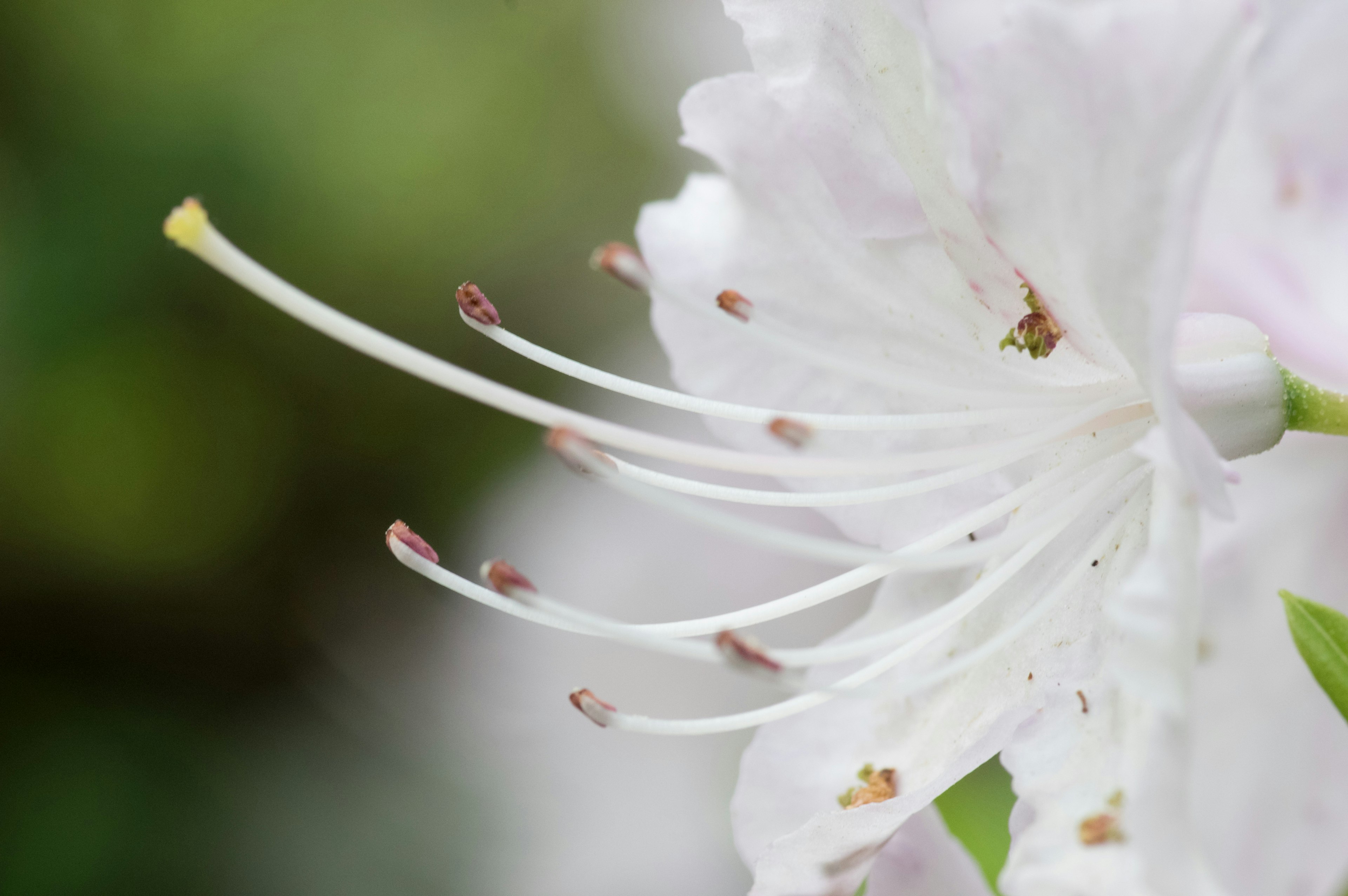 Gros plan d'une fleur blanche montrant des étamines allongées et des feuilles vertes