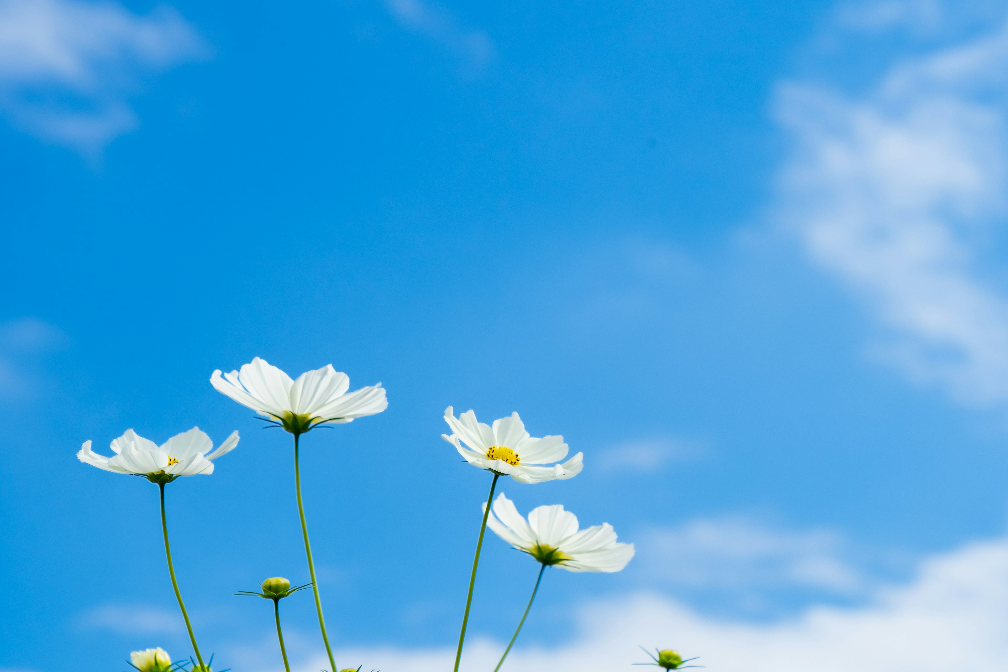 Primer plano de flores blancas contra un cielo azul