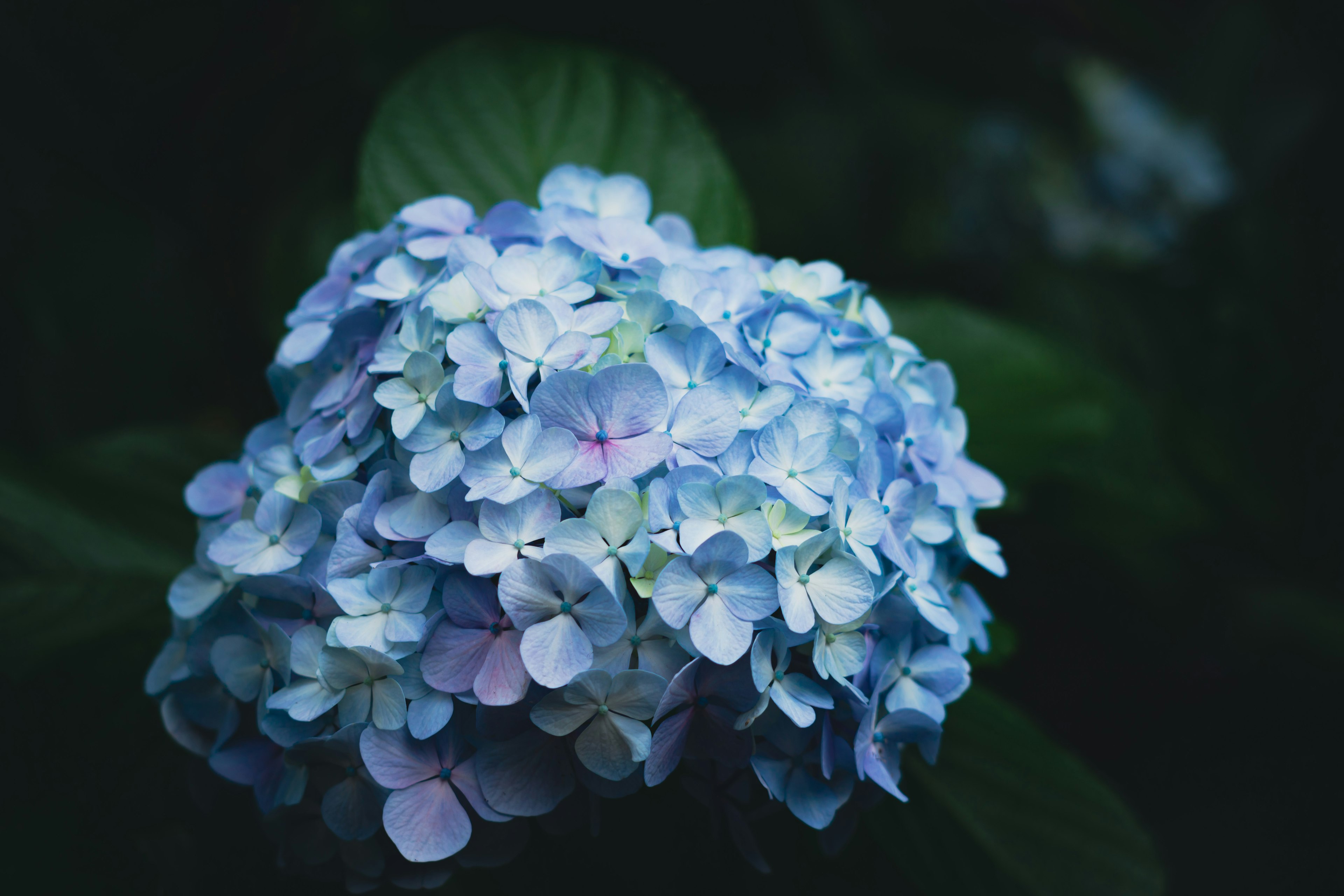 Eine blaue Hortensienblüte vor einem dunklen Hintergrund