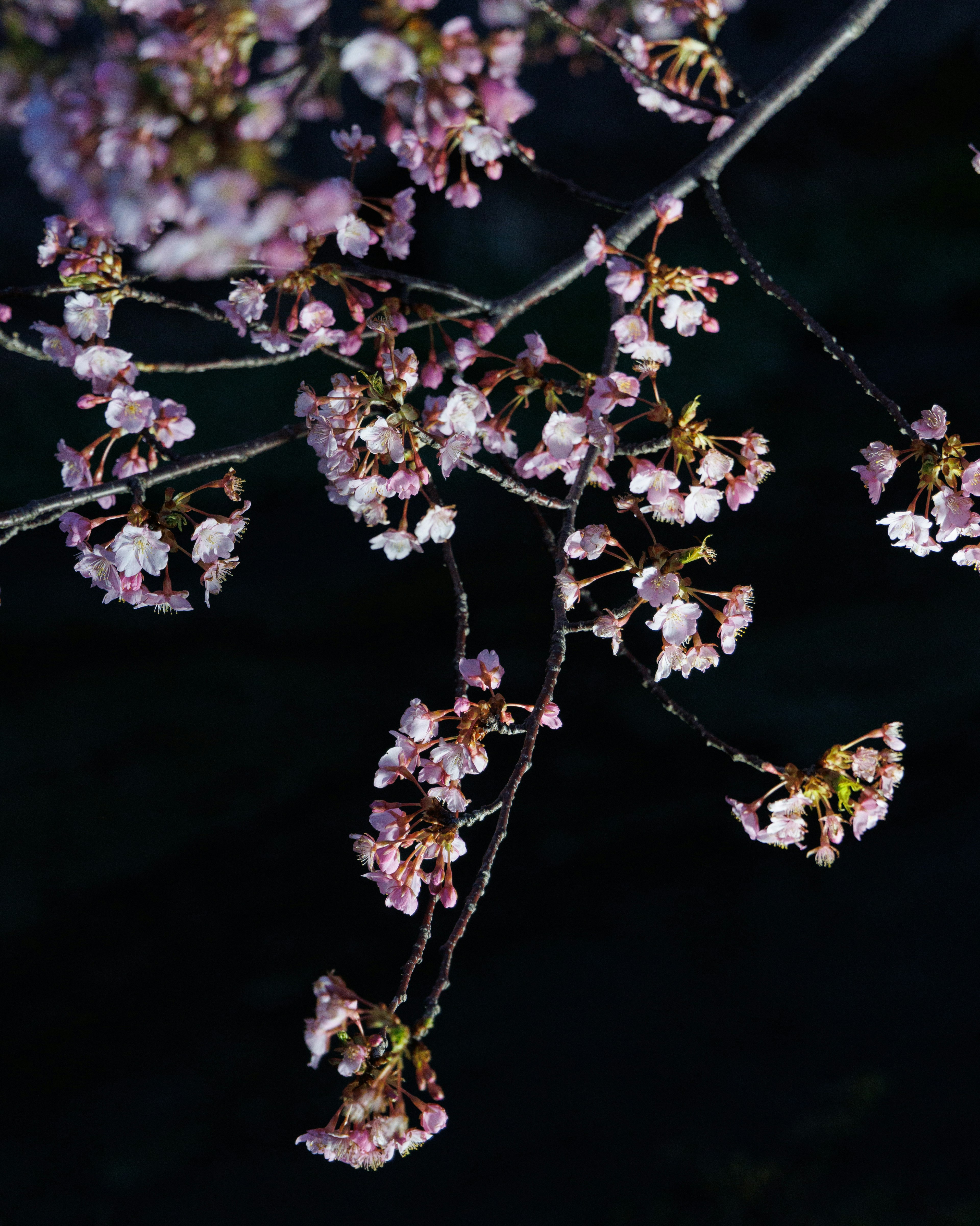 Fiori di ciliegio e rami sottili su sfondo scuro