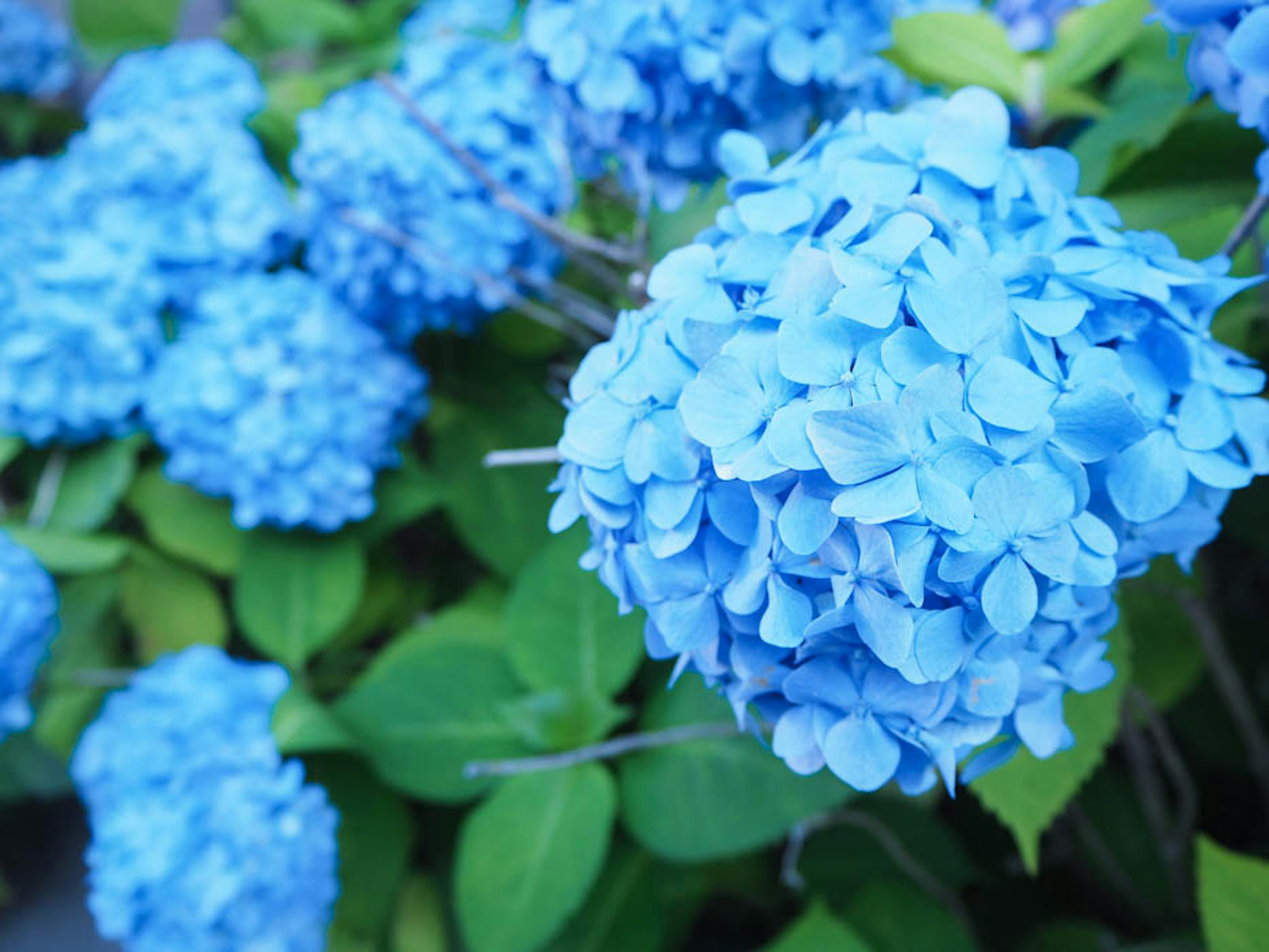 青いアジサイの花が緑の葉に囲まれて咲いている