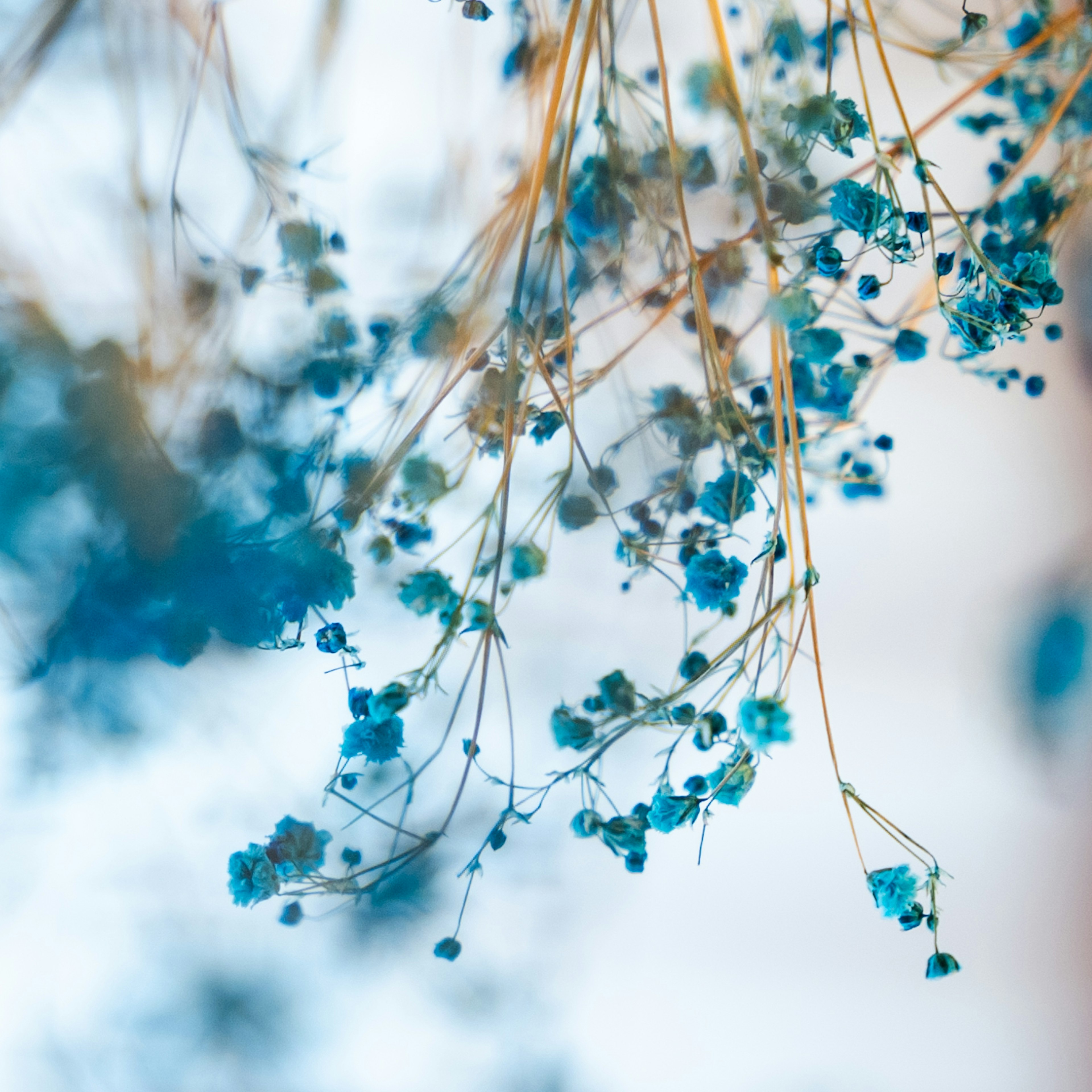 Fiori blu delicati che pendono da rami sottili