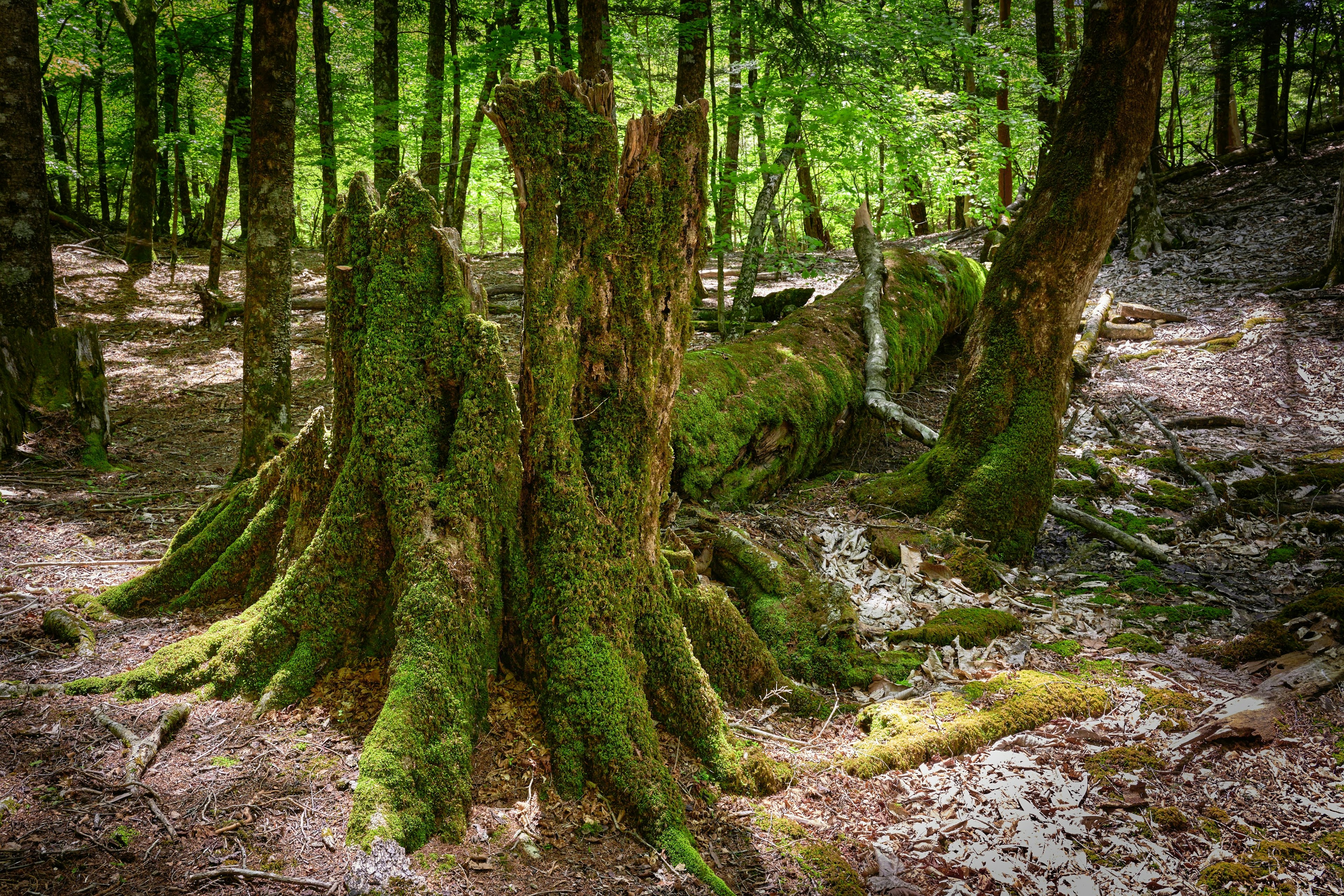 Scena forestale con ceppi d'albero coperti di muschio circondati da vegetazione