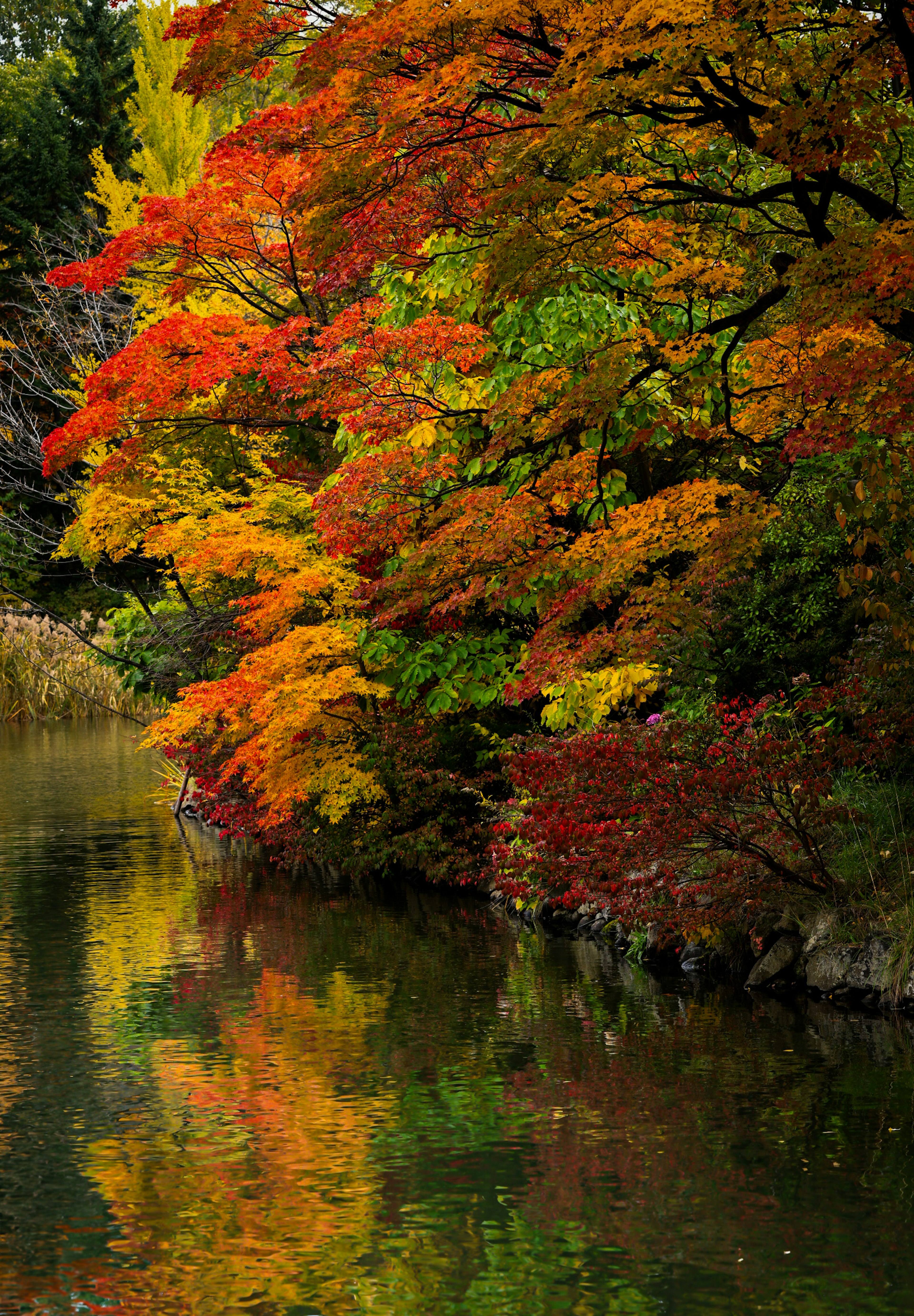 色とりどりの紅葉が水面に映る美しい風景