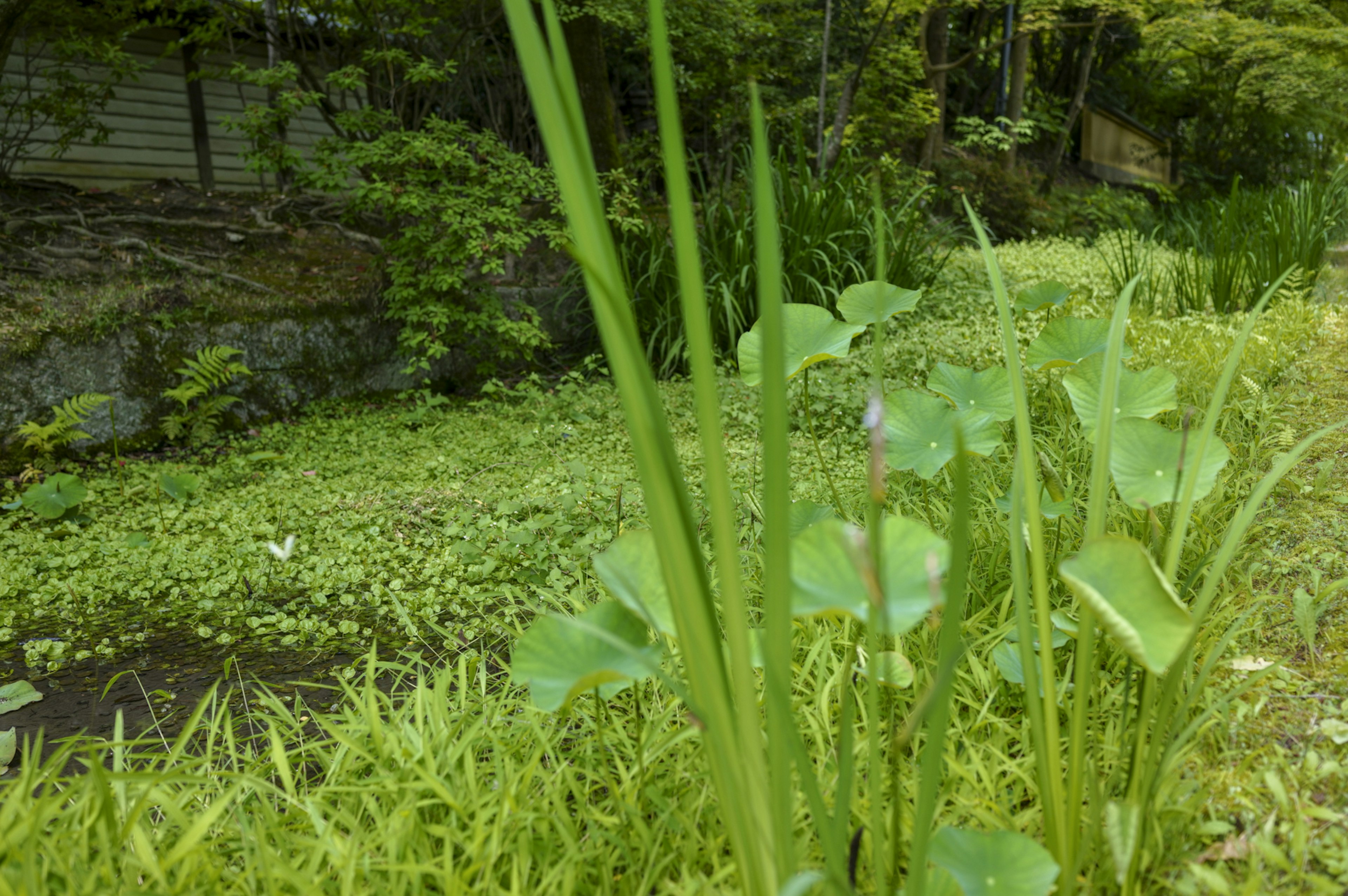 Hierba verde exuberante y plantas acuáticas junto a un borde de agua