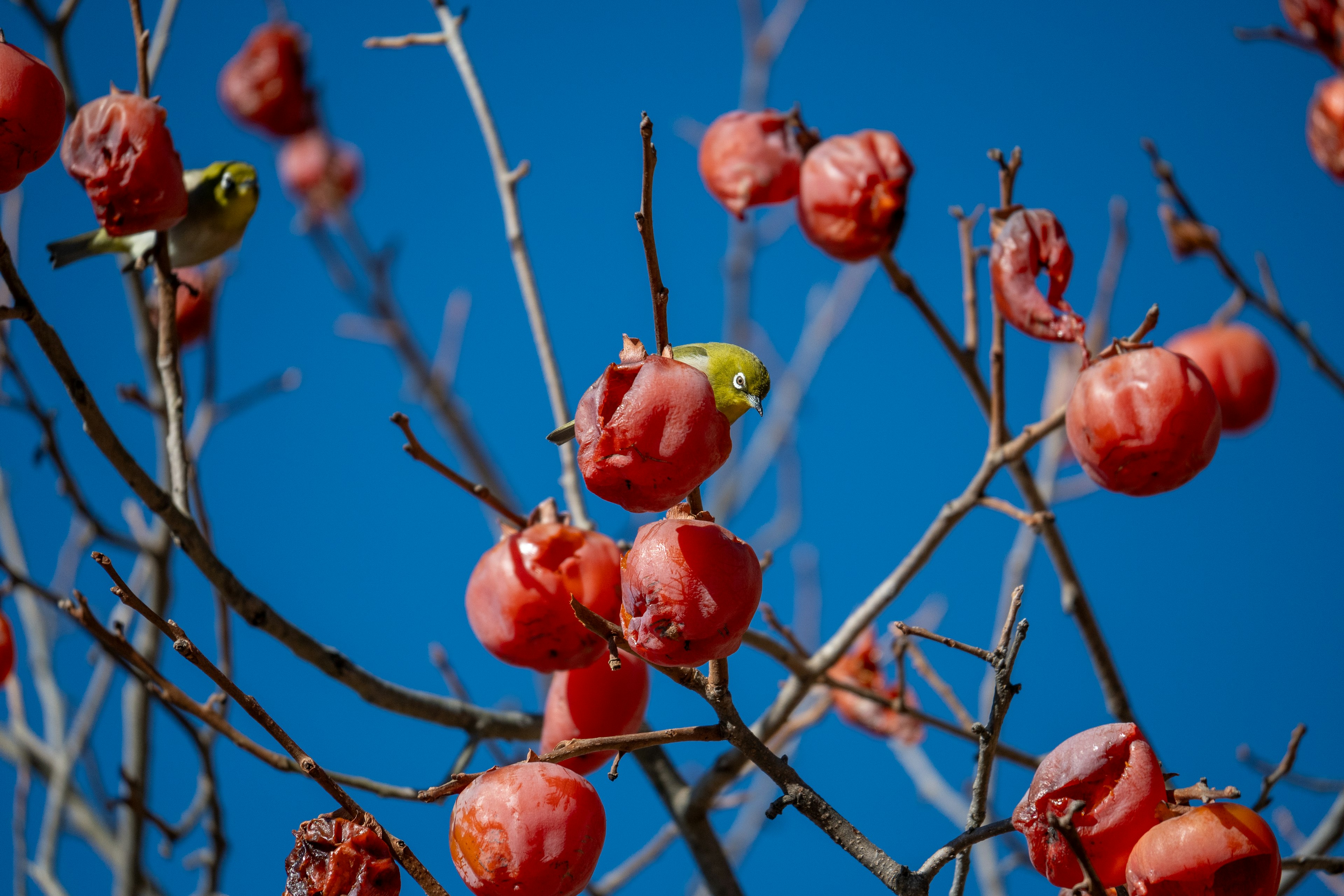 Un árbol con frutos rojos bajo un cielo azul y pequeños pájaros alrededor