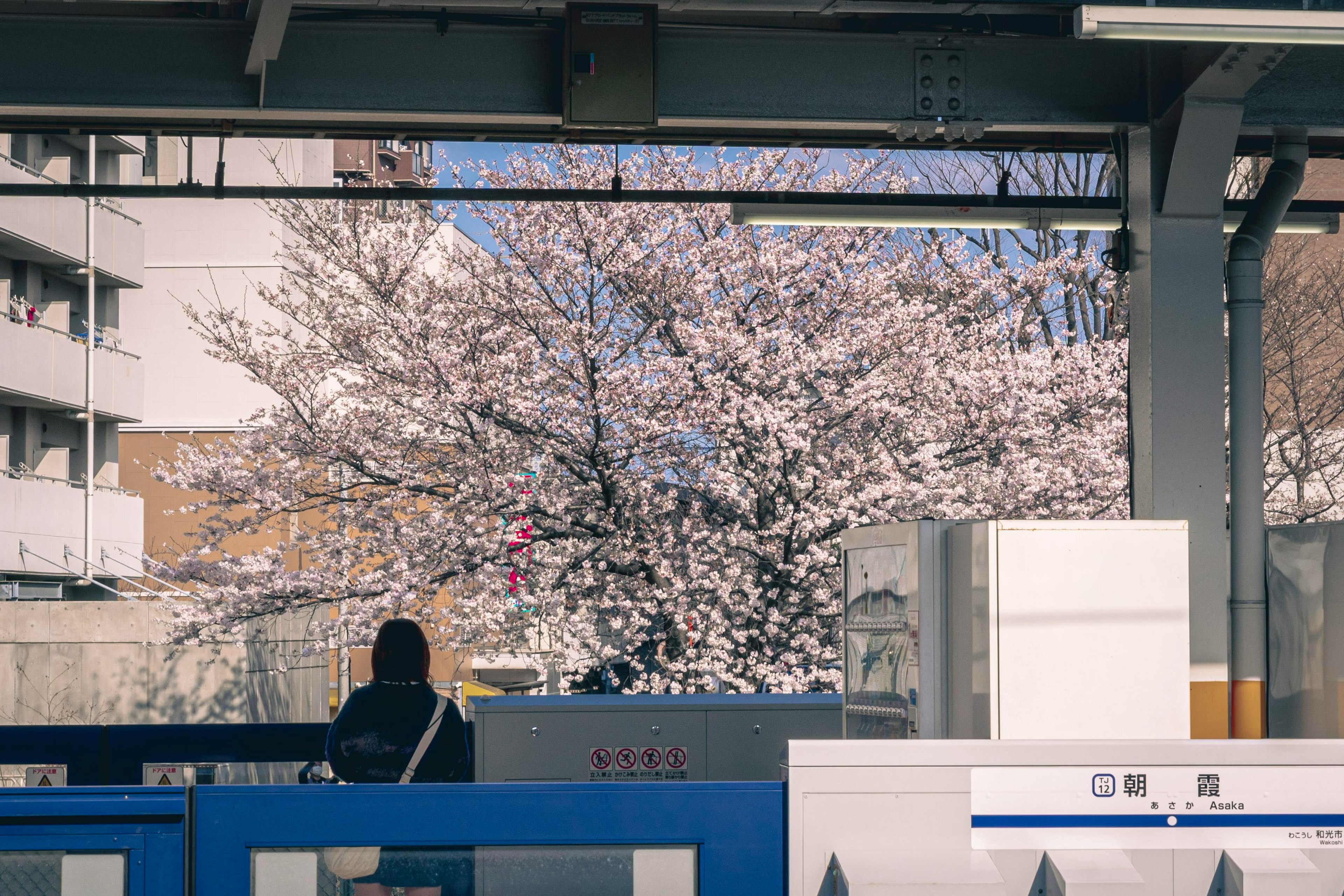 Pemandangan stasiun kereta dengan bunga sakura dan siluet seseorang