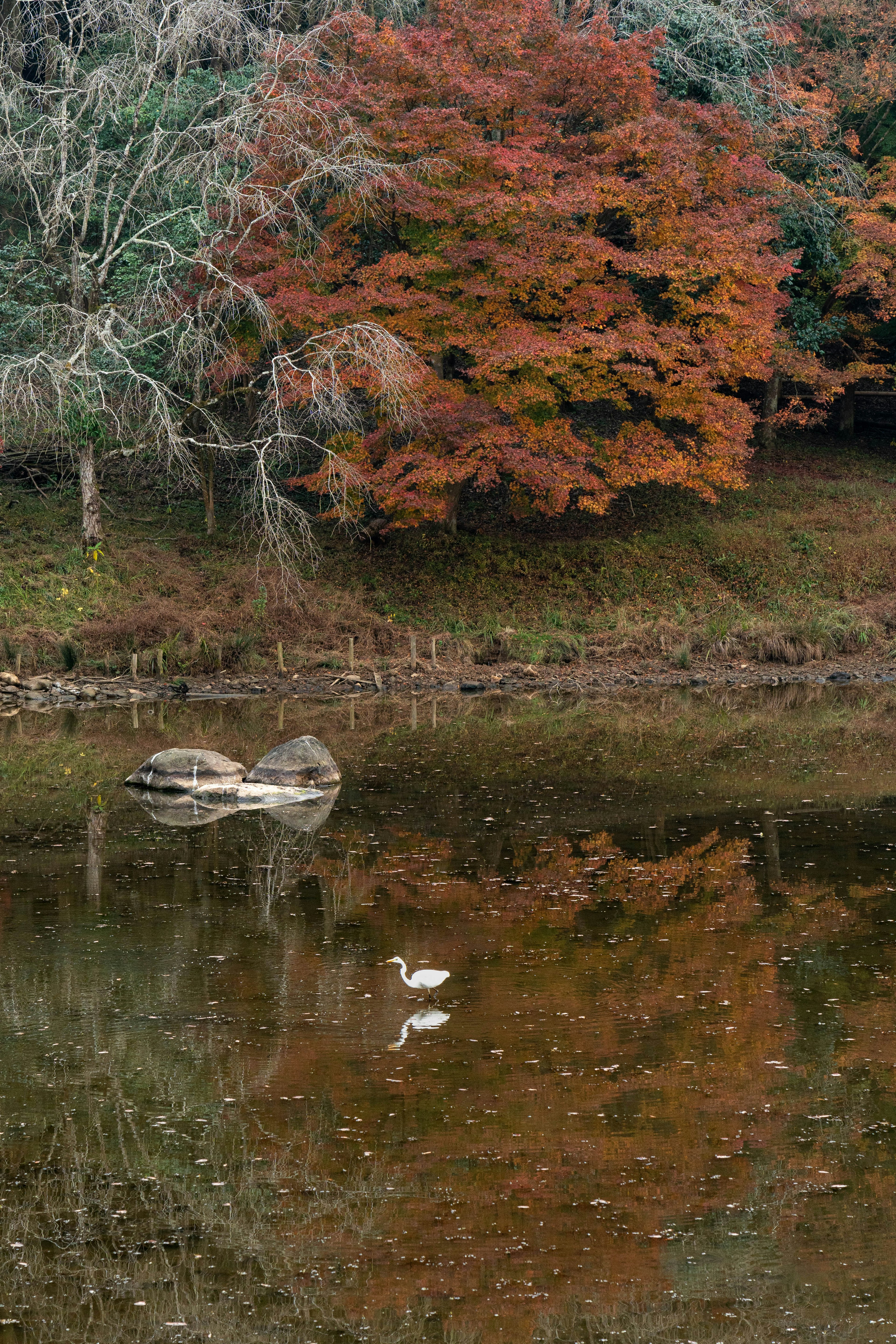 Un lac serein avec un cygne nageant et un feuillage d'automne reflété dans l'eau