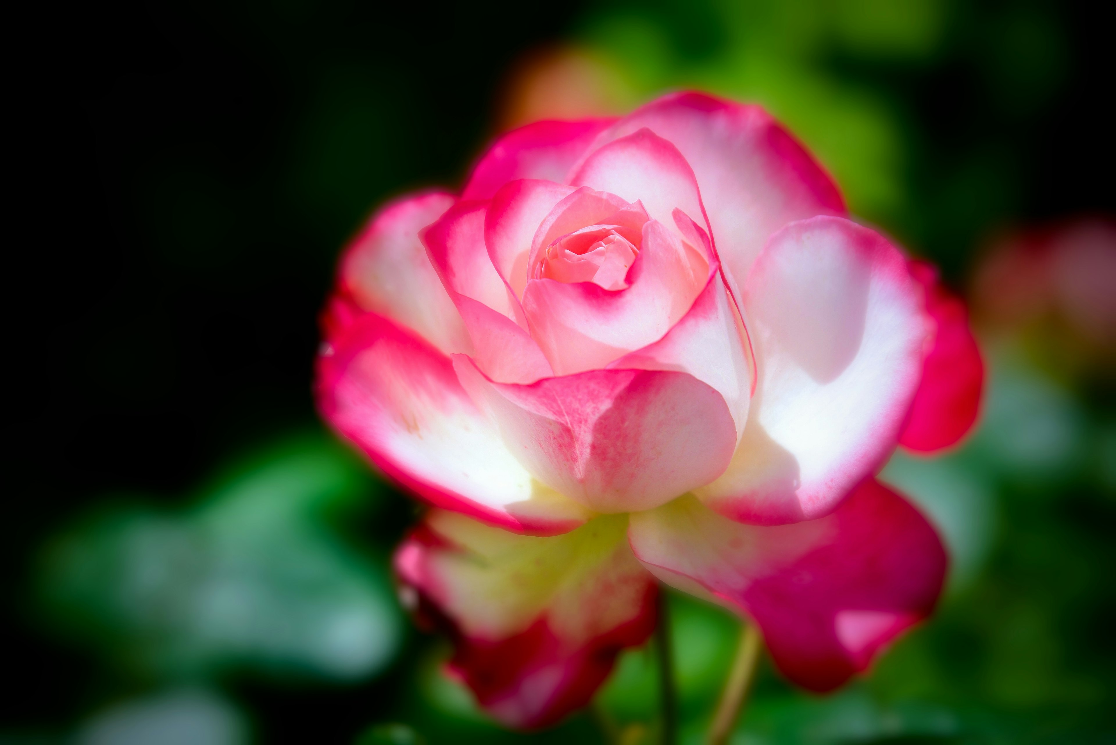 Una hermosa rosa rosa y blanca con hojas verdes borrosas de fondo