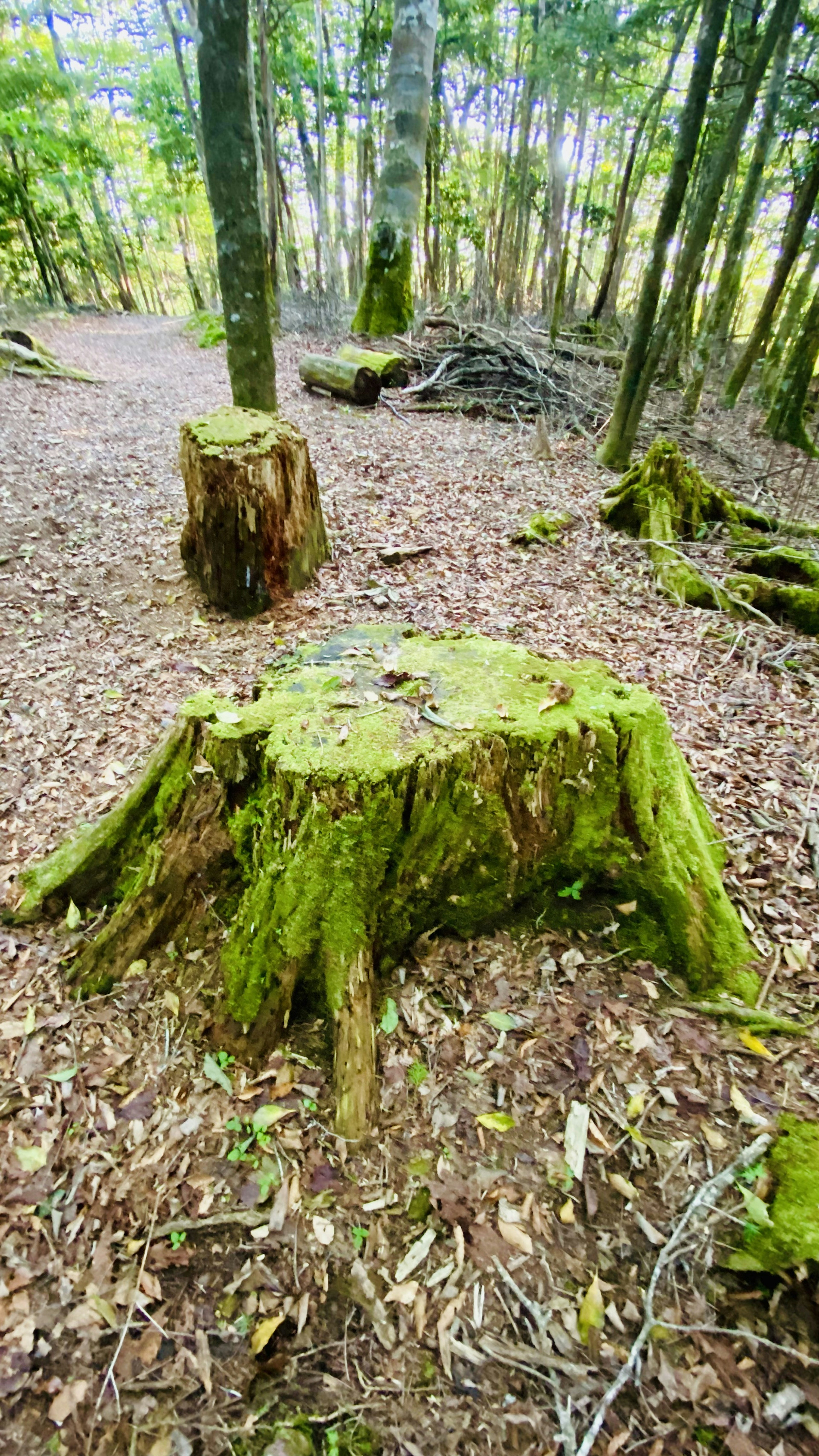 Moss-covered tree stump in a forest with fallen leaves