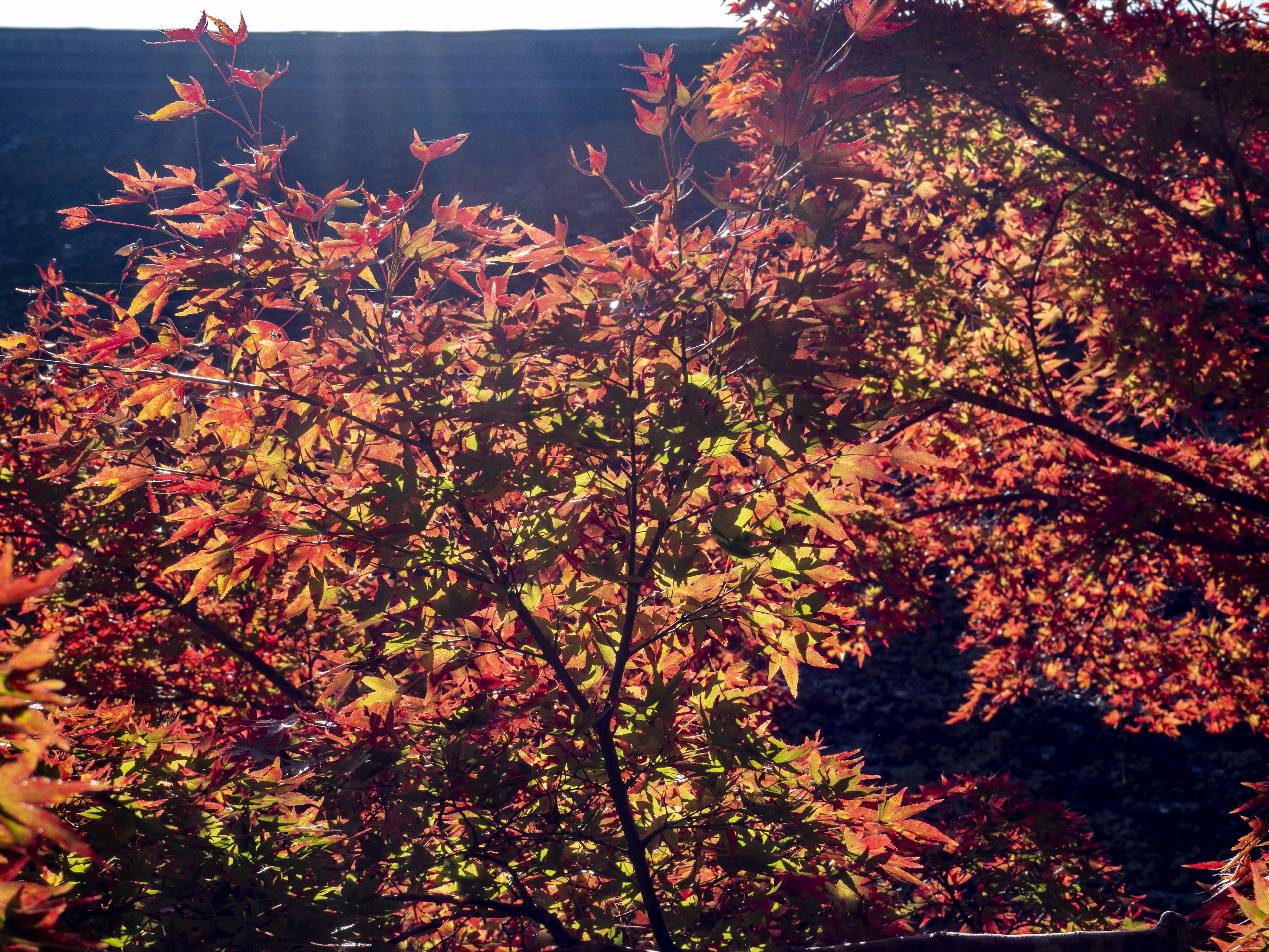 Maple trees with vibrant autumn leaves illuminated by sunlight