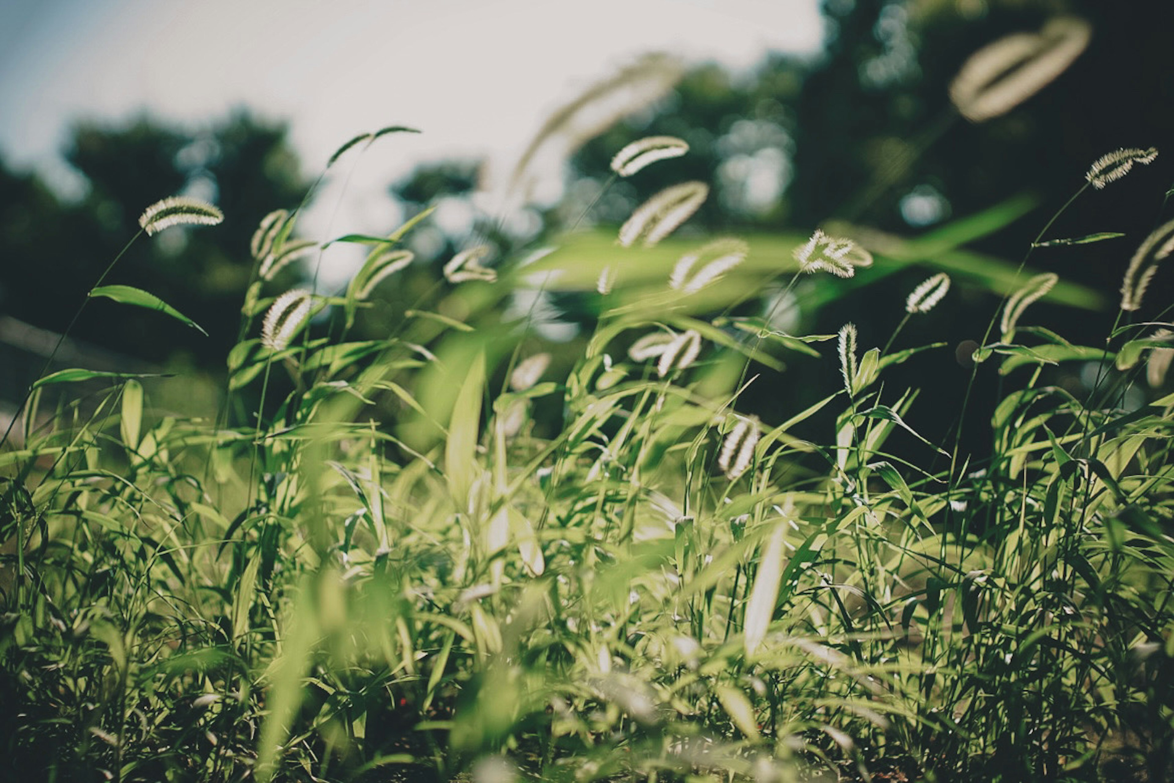 緑の草原に揺れる草の穂と背景のぼやけた木々