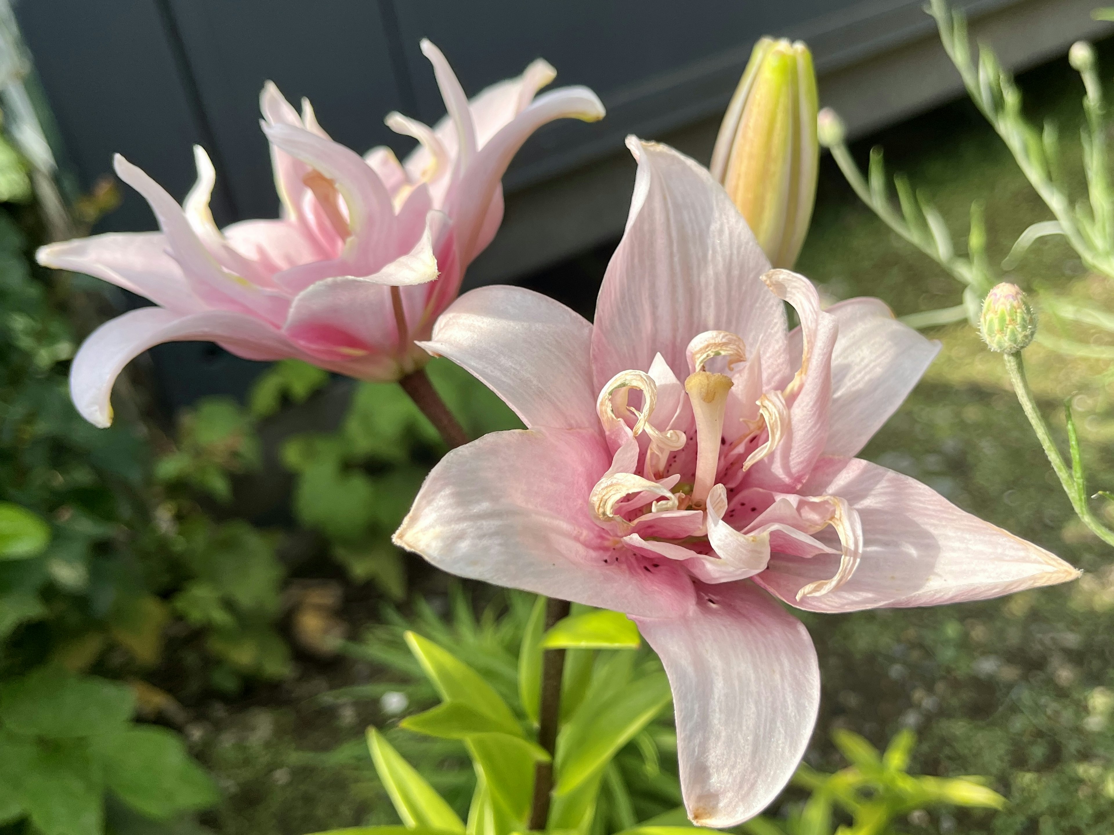 Two pink lilies in bloom with delicate petals