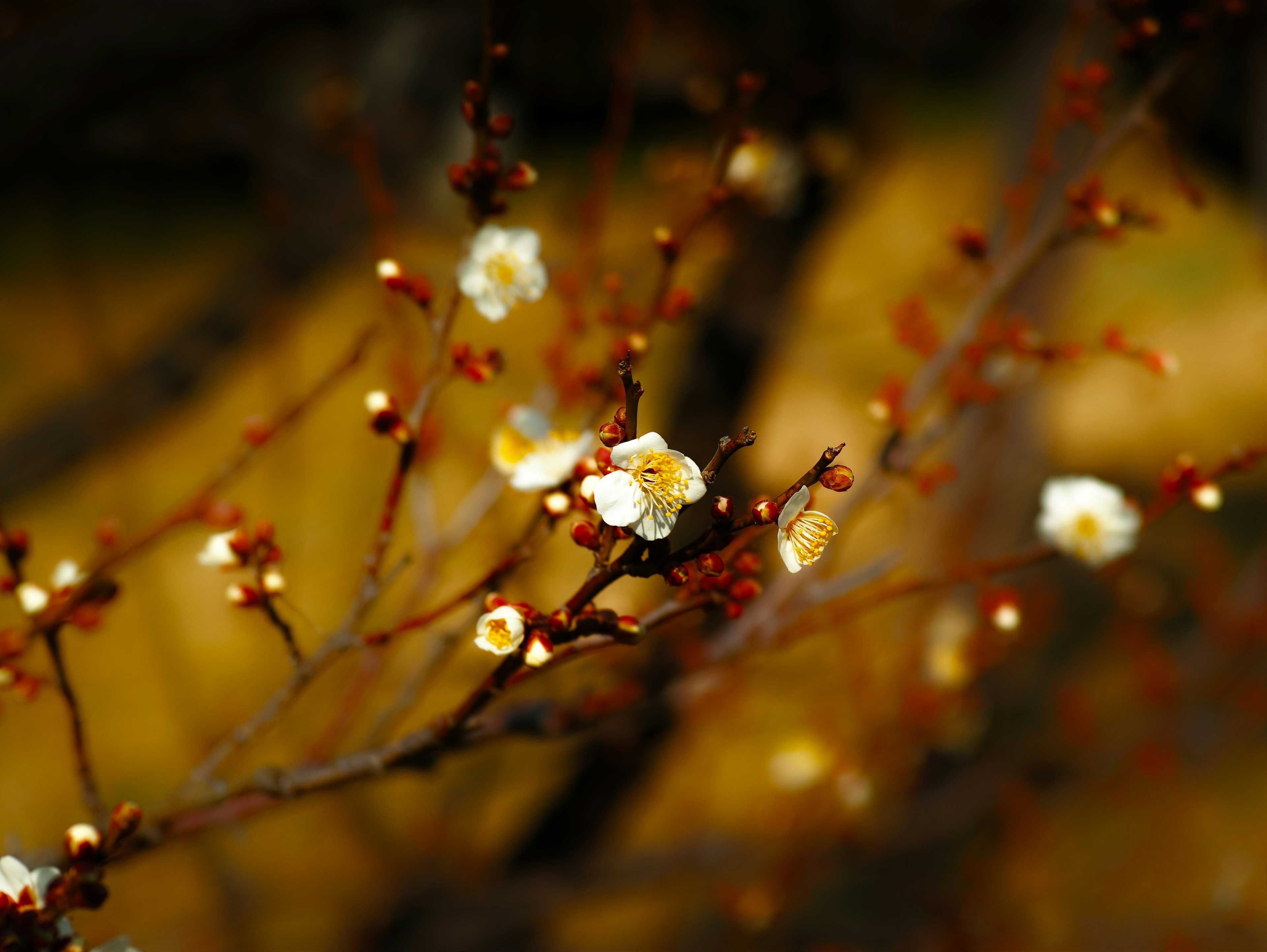 Delicate fioriture bianche su rami sottili con sfondo giallastro sfocato