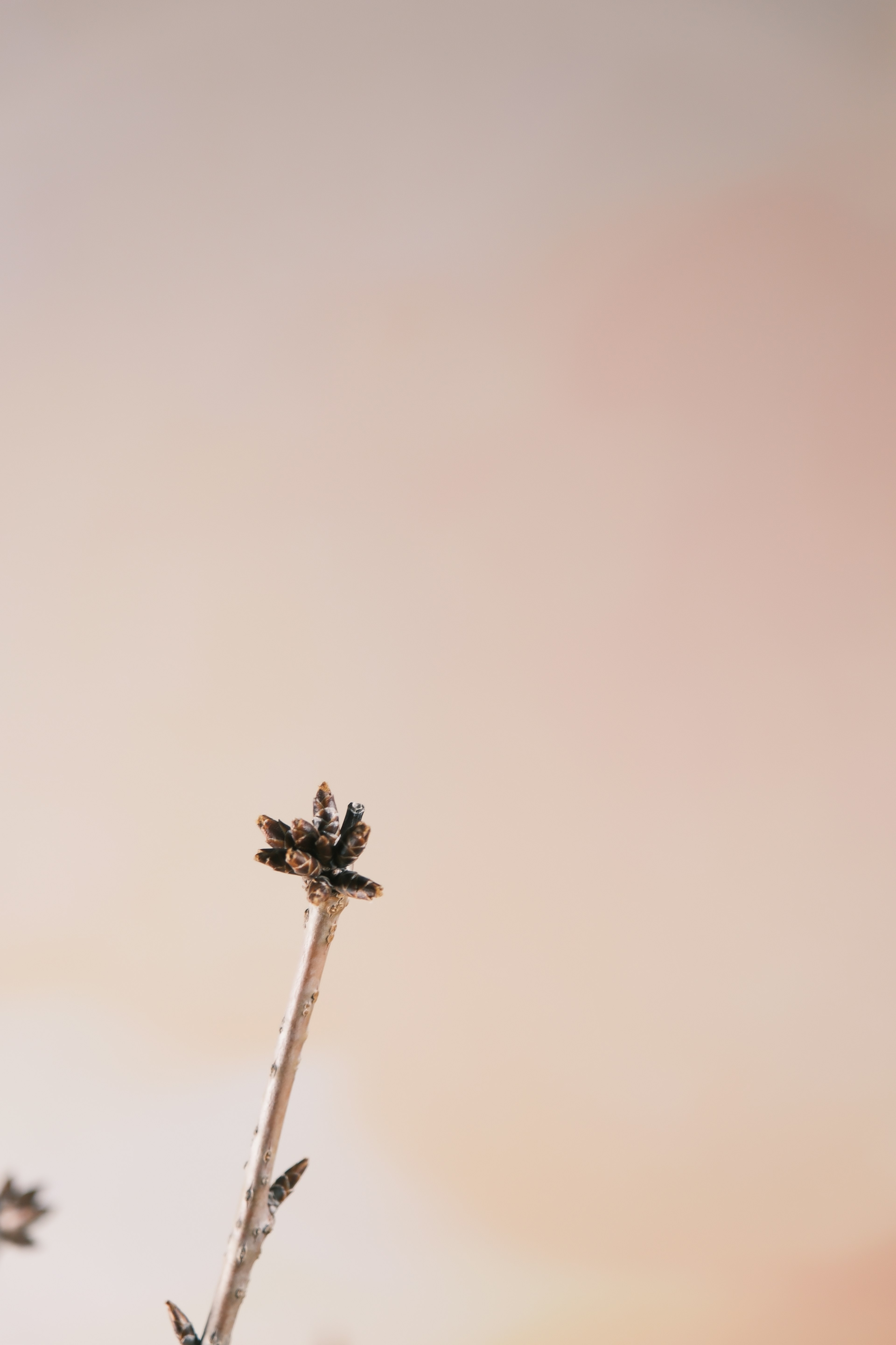 Ein schlanker Zweig mit kleinen Knospen vor einem sanften Hintergrund