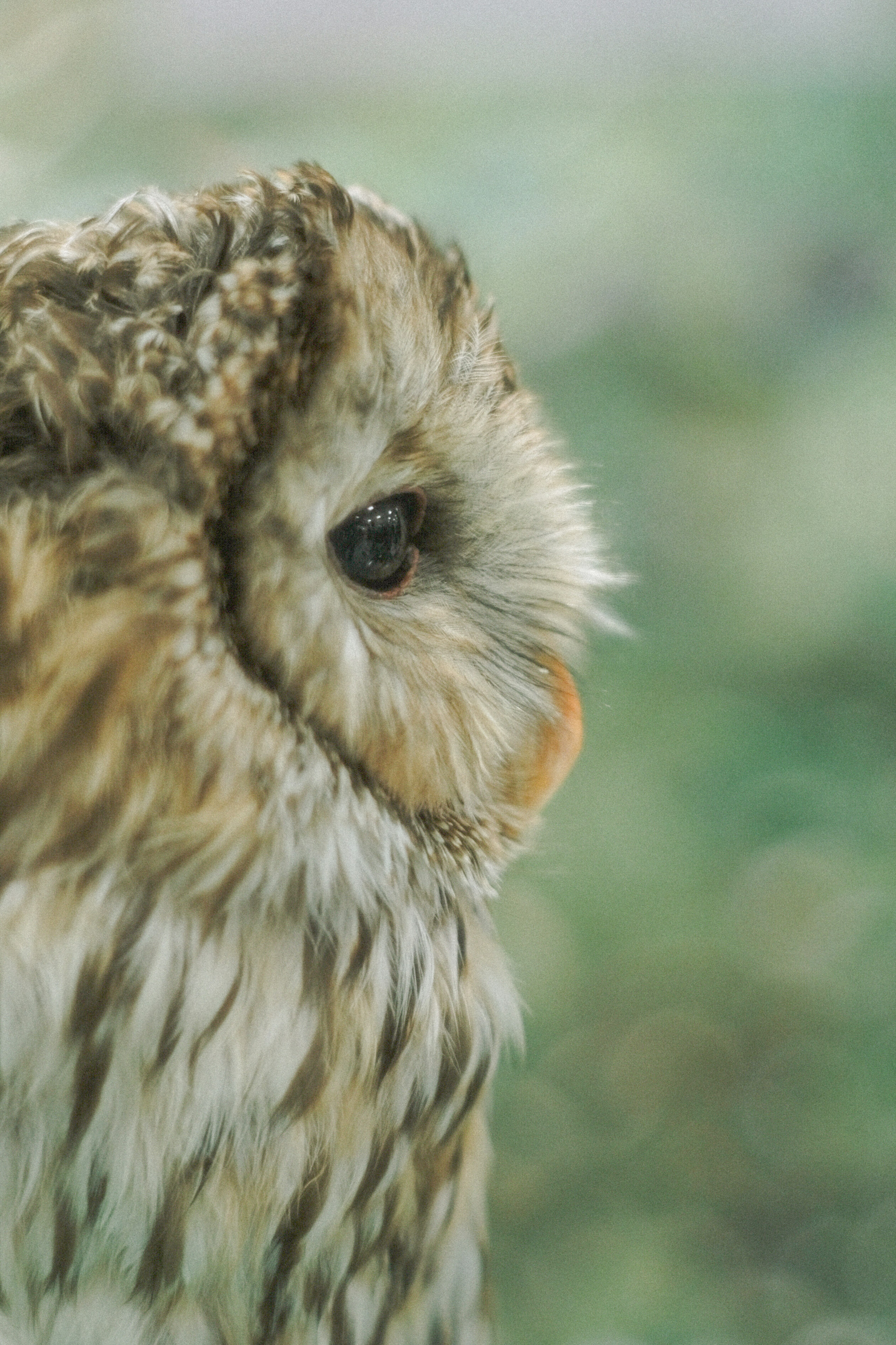 フクロウの横顔が柔らかい羽毛と優しい目を持つ