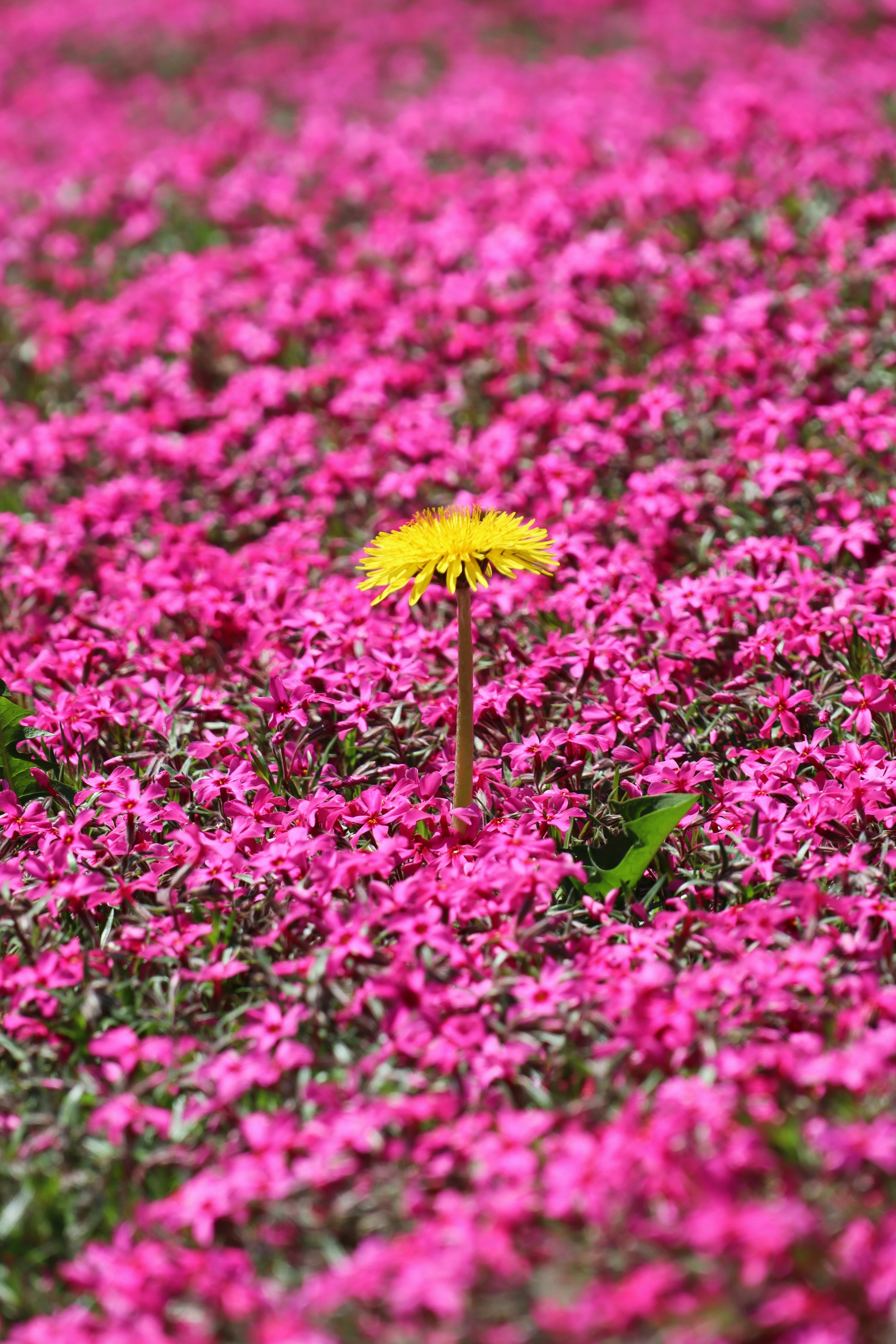 Una flor amarilla de pie en un campo de flores rosas