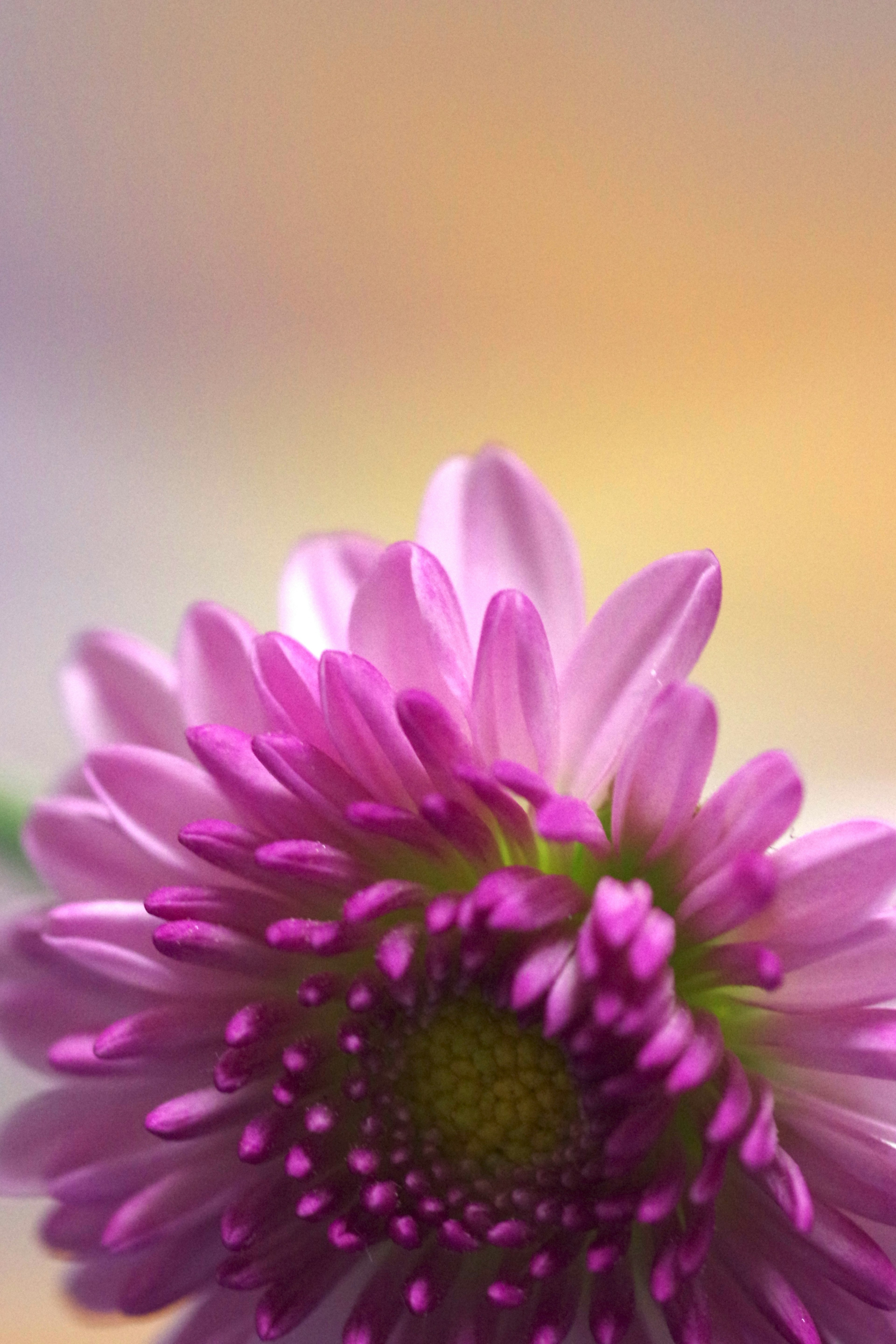 Close-up of a pink flower with delicate petals soft background colors