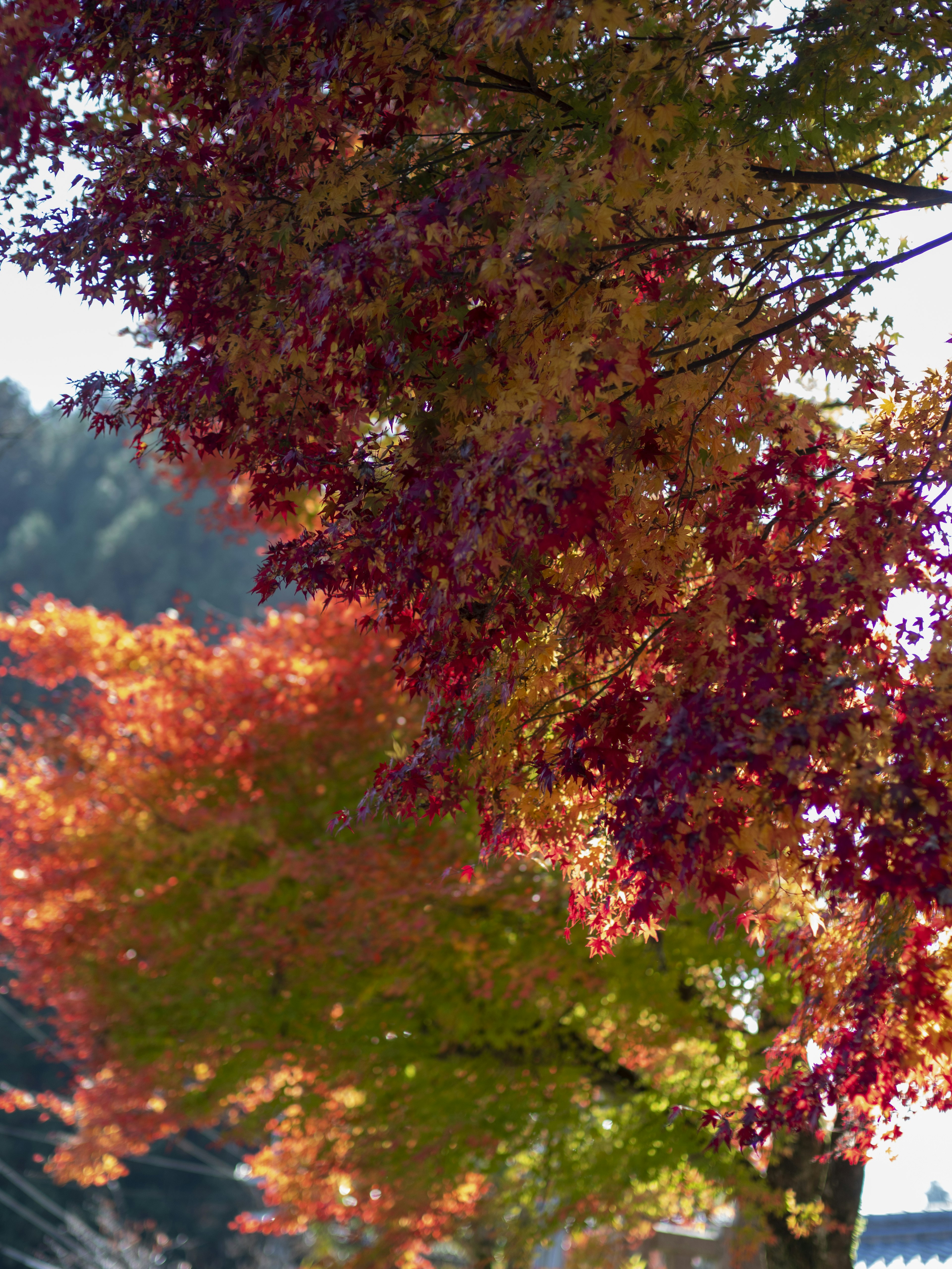 秋の紅葉した木々の鮮やかな色合い