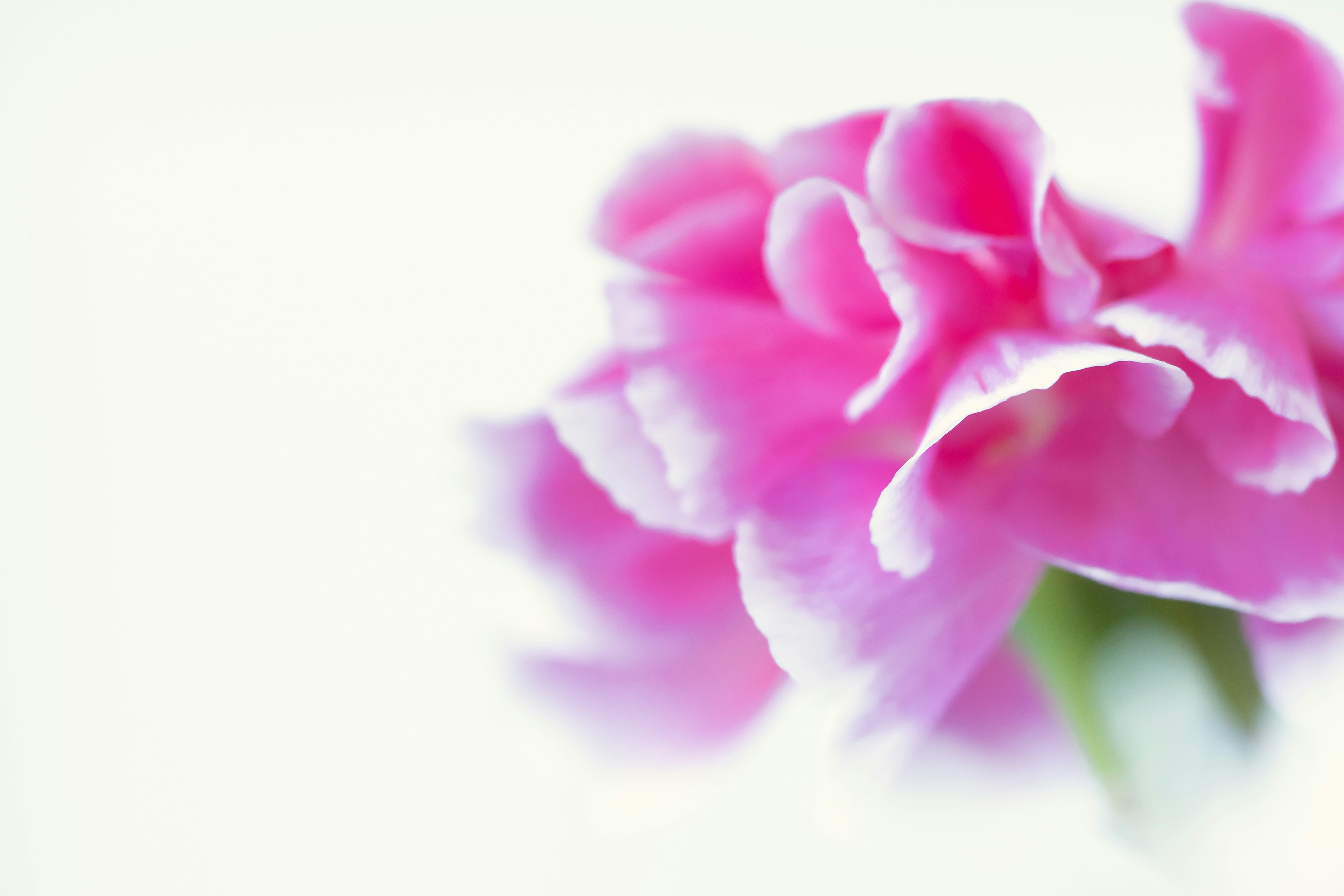 Close-up of a beautiful pink flower against a soft background