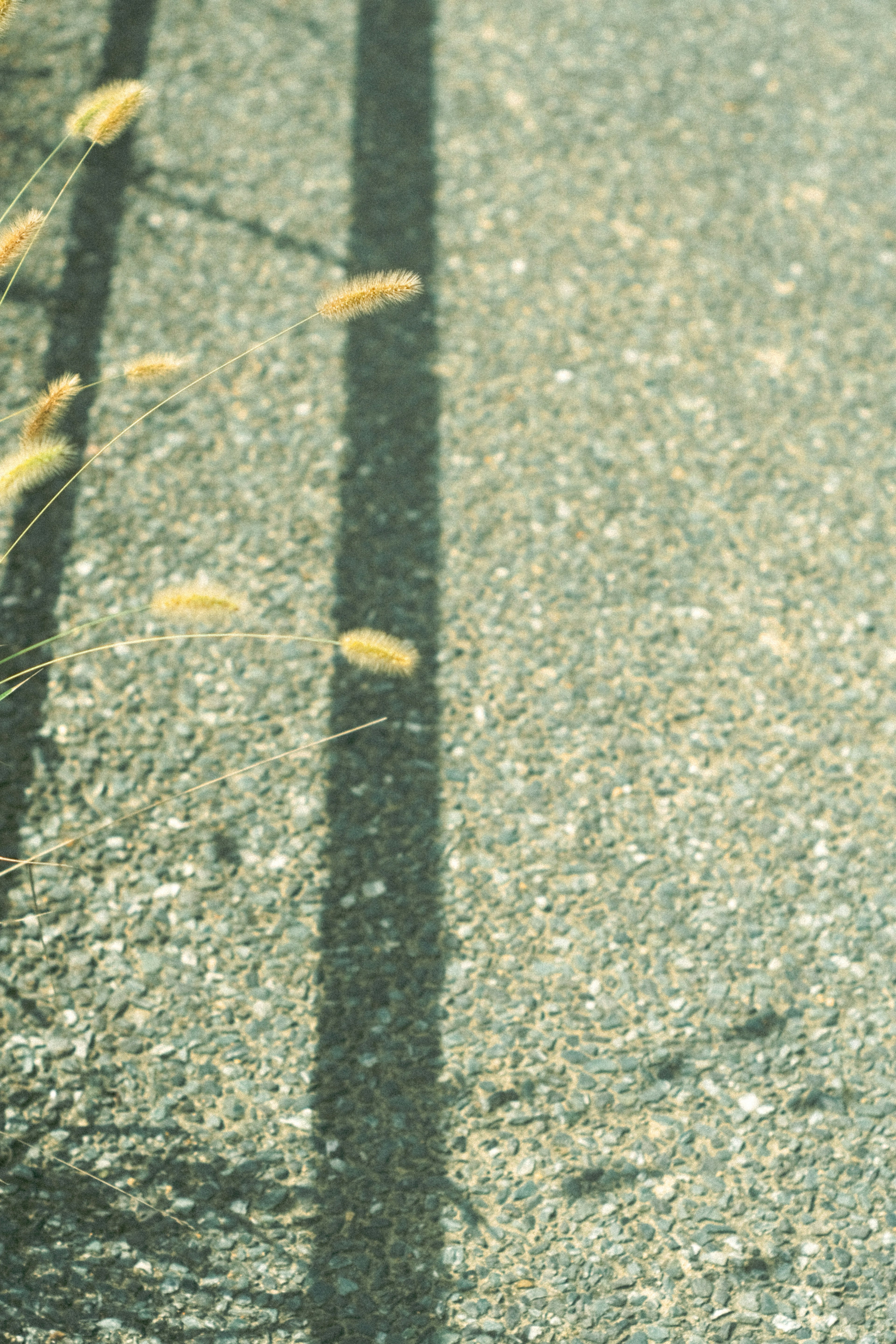 Bild zeigt Schatten auf dem Gehweg mit verstreuten Blättern