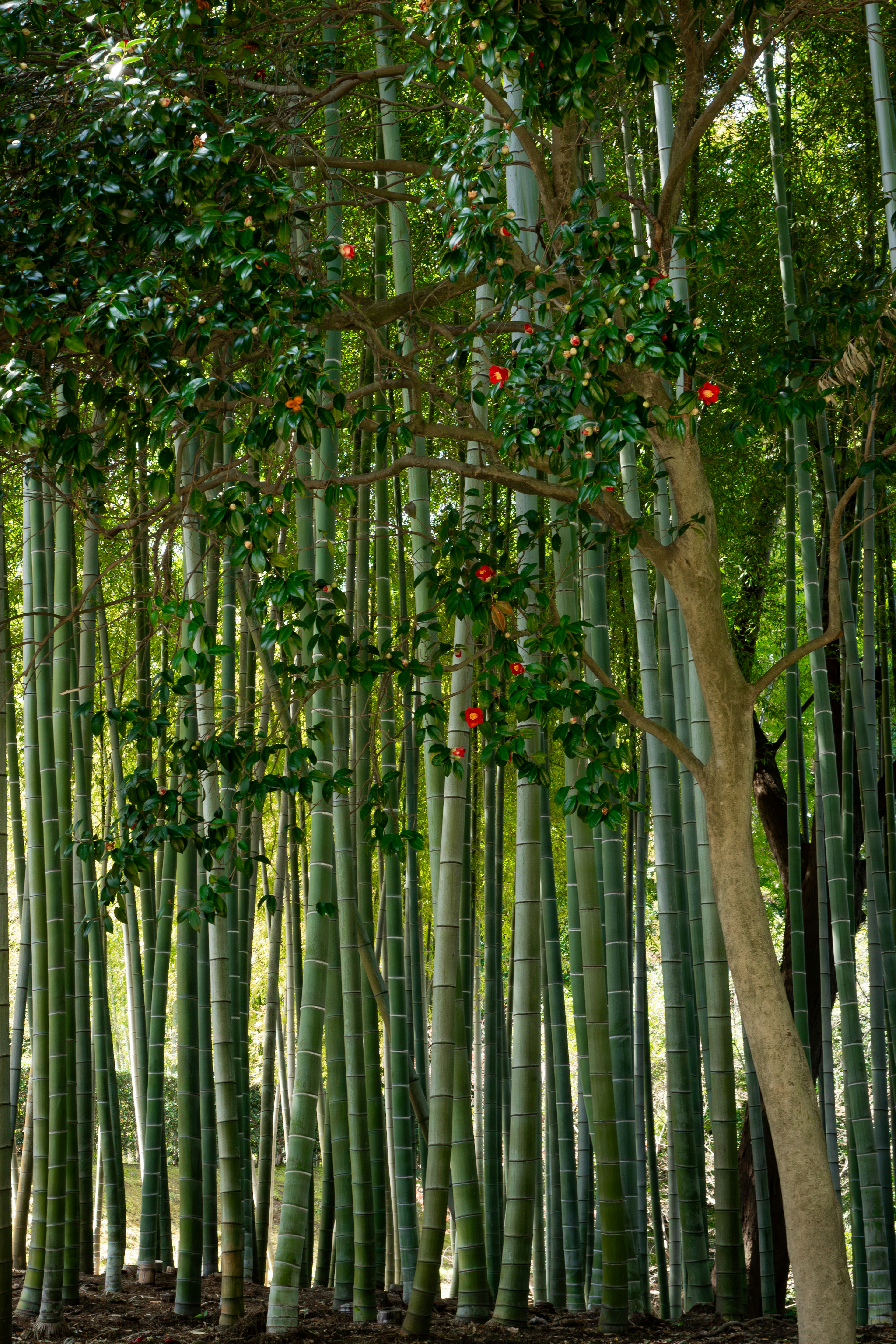 Forêt de bambous luxuriants avec un grand arbre